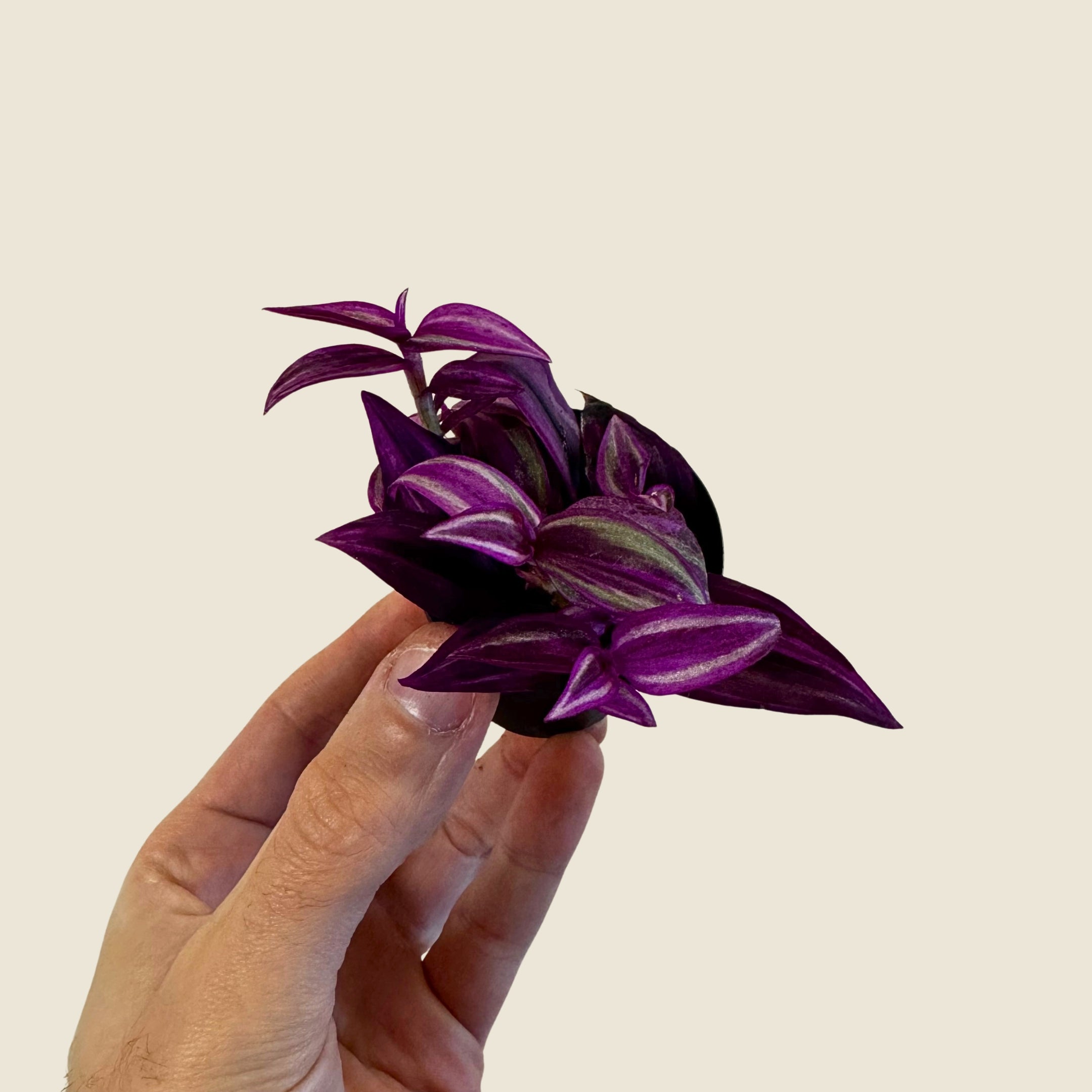 2" Mini Assorted Plants