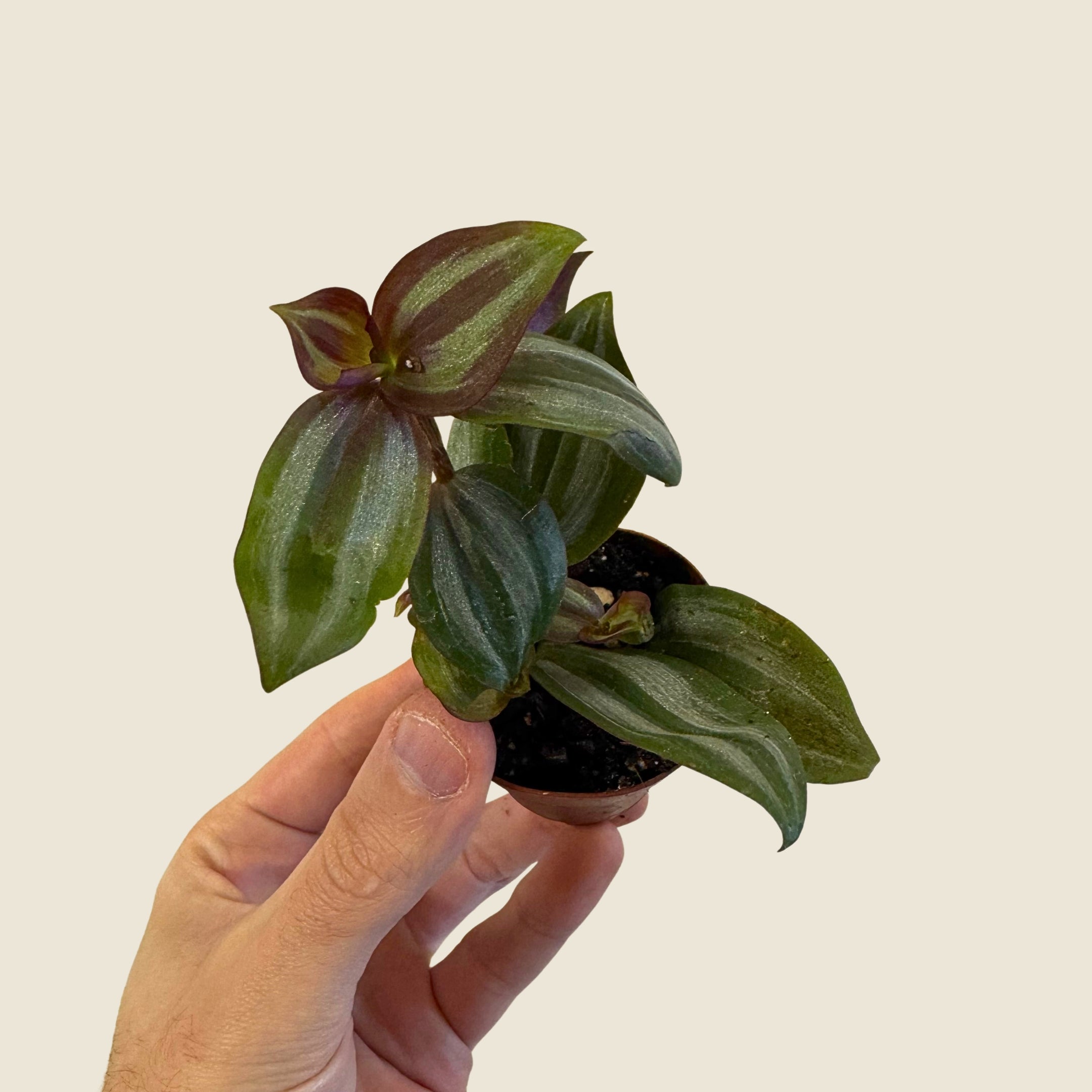 2" Mini Assorted Plants