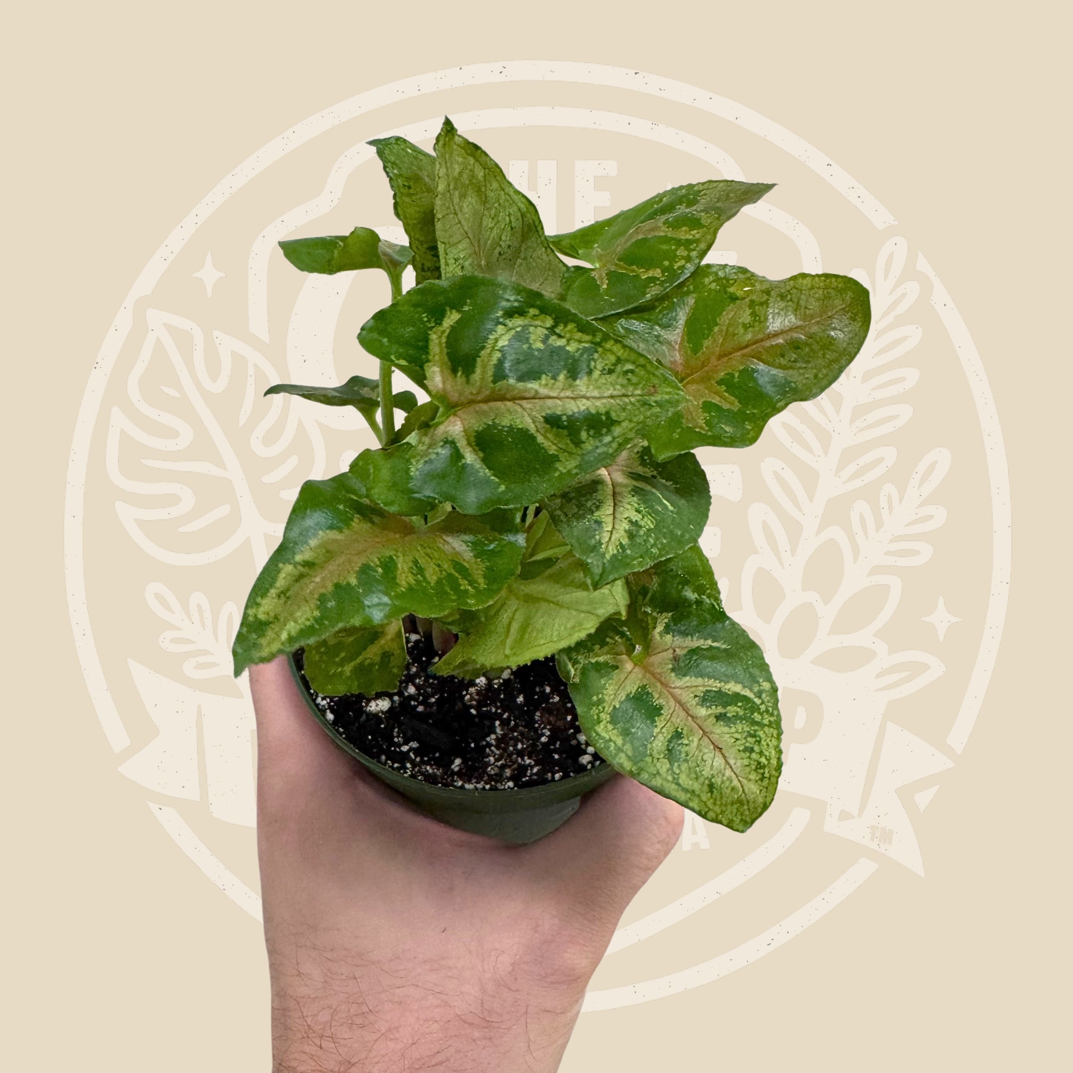 Syngonium Maria Allusion