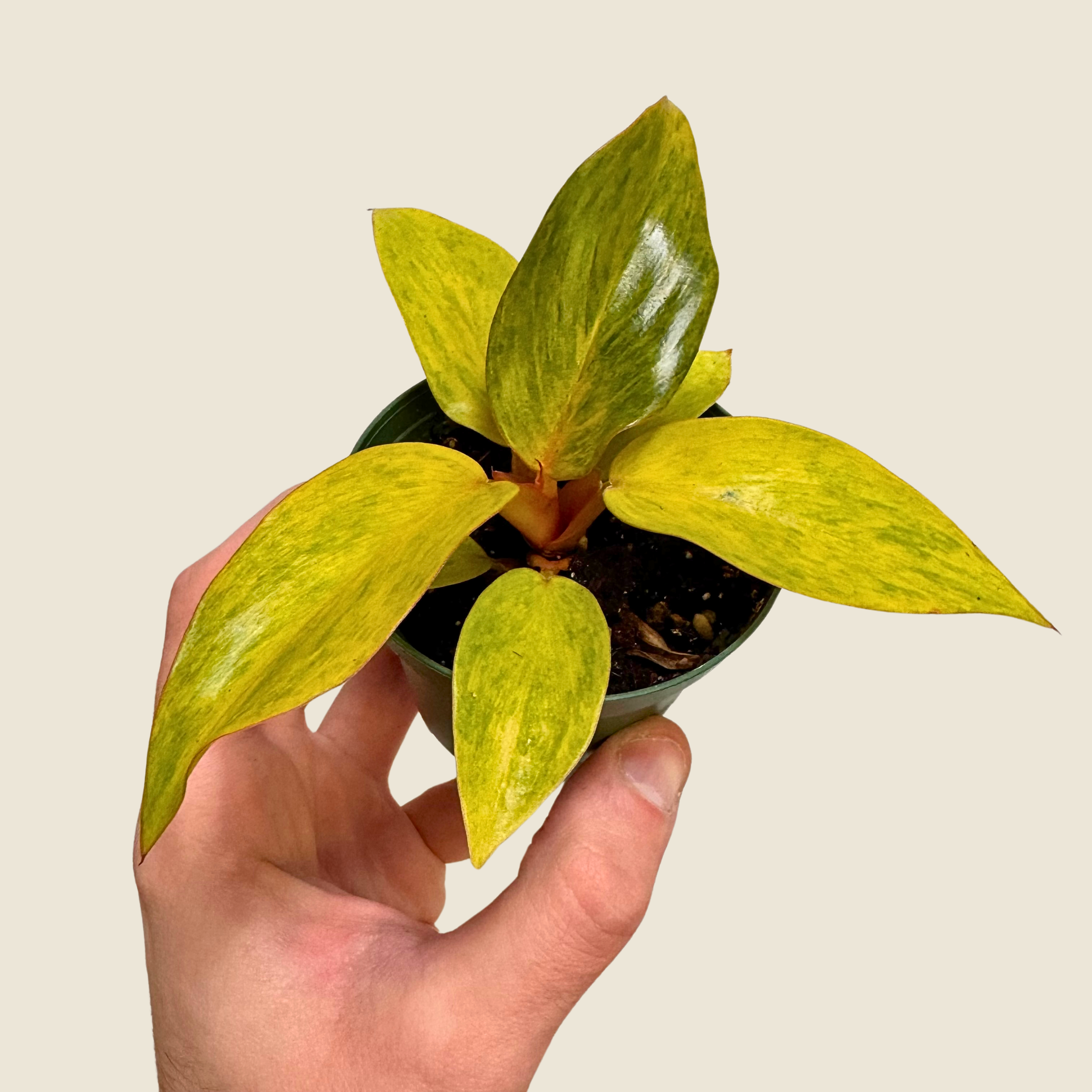 Philodendron Orange Marmalade