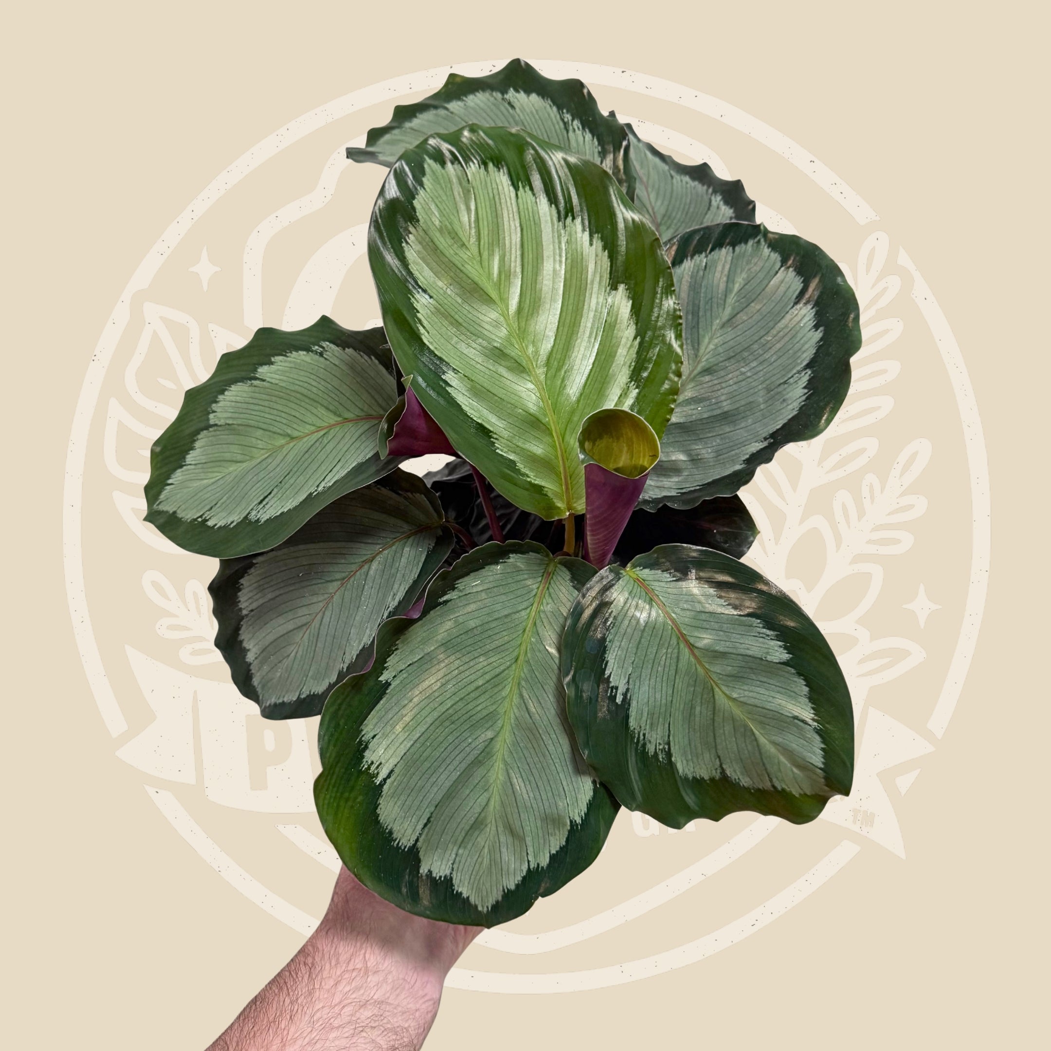 Calathea Northern Lights