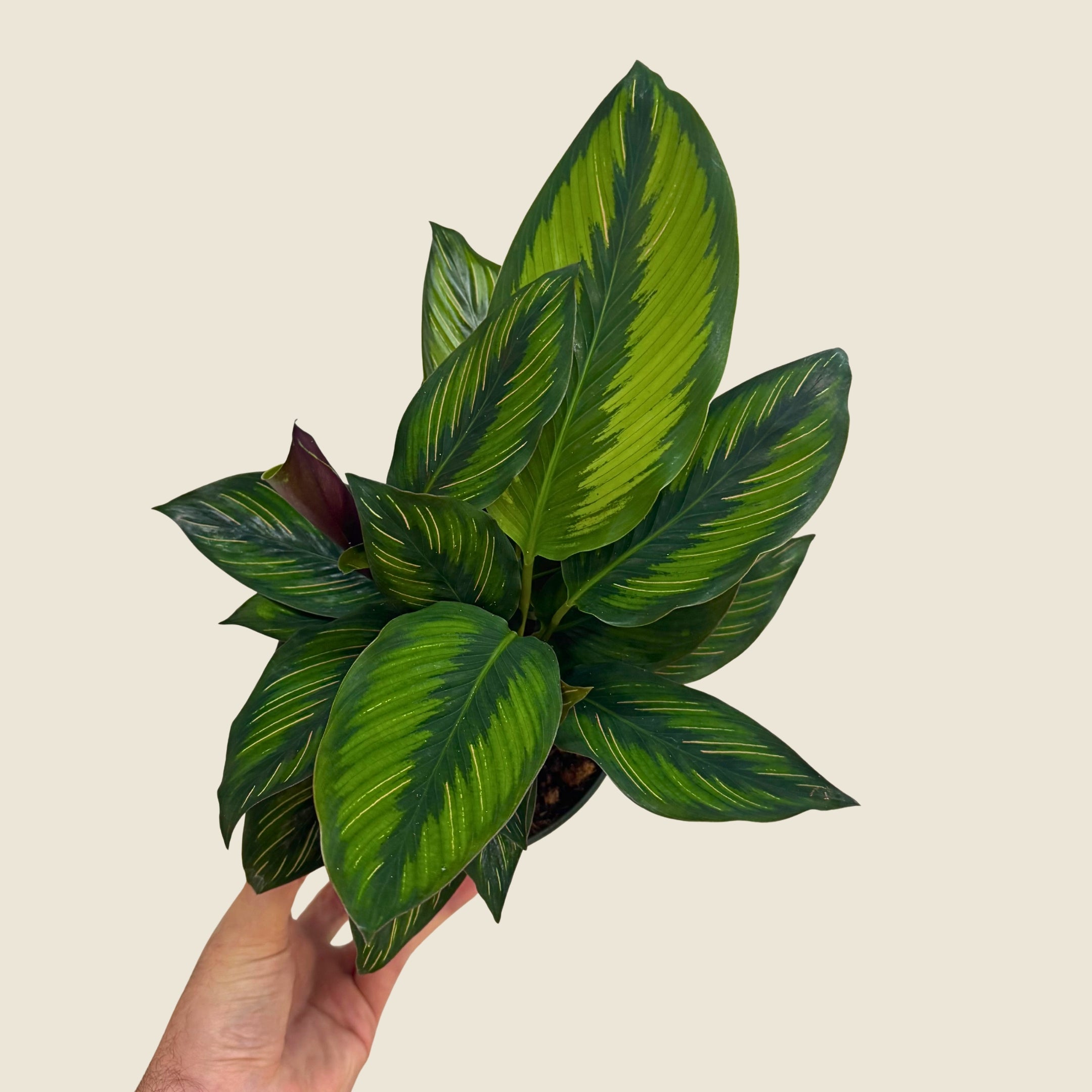 6" Calathea Beauty Star