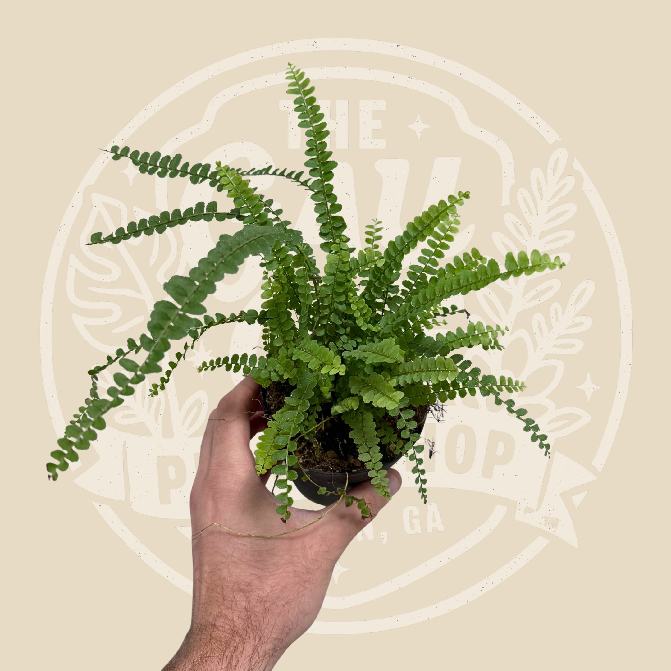Fern Lemon Button