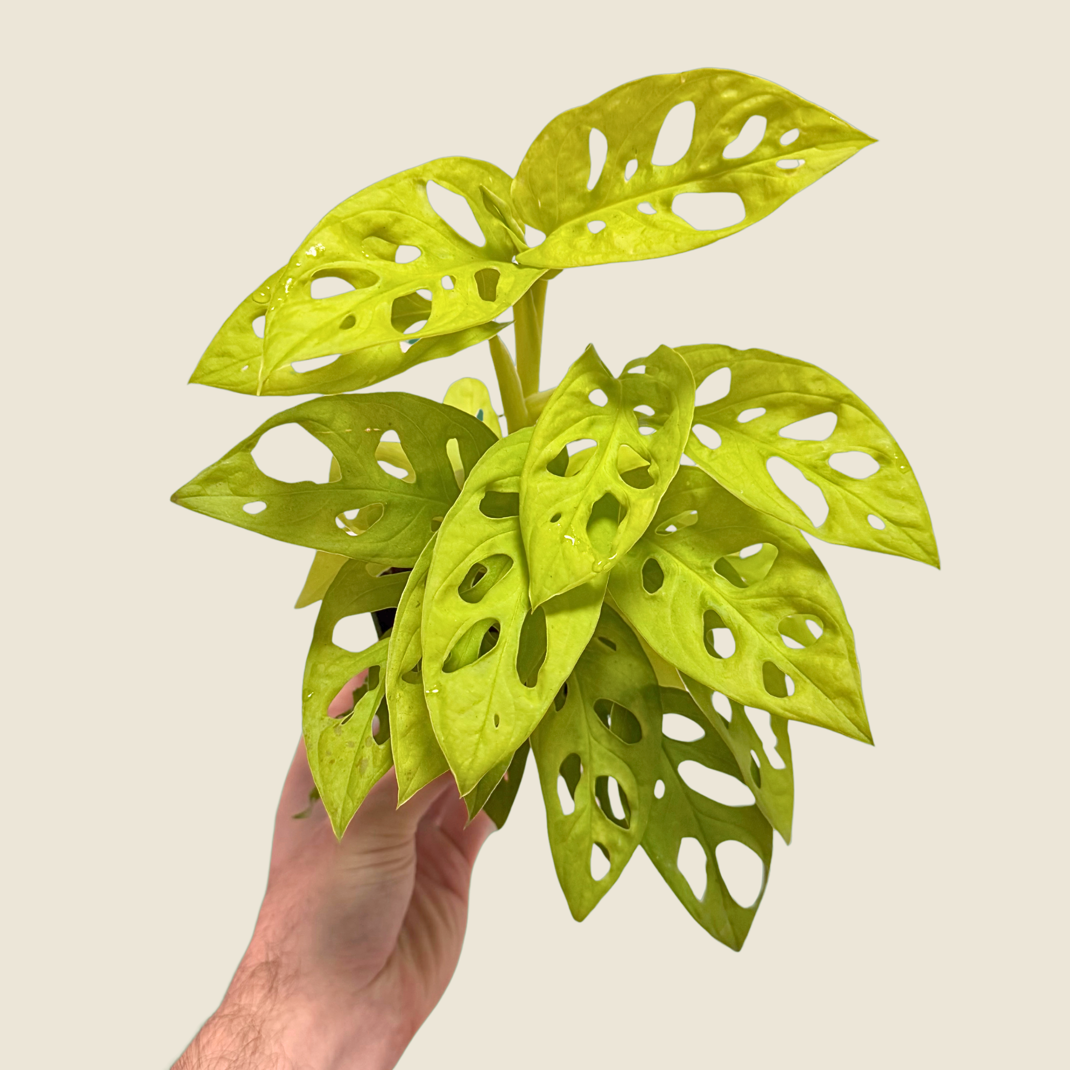 Monstera Adansonii Neon ‘Madonna’