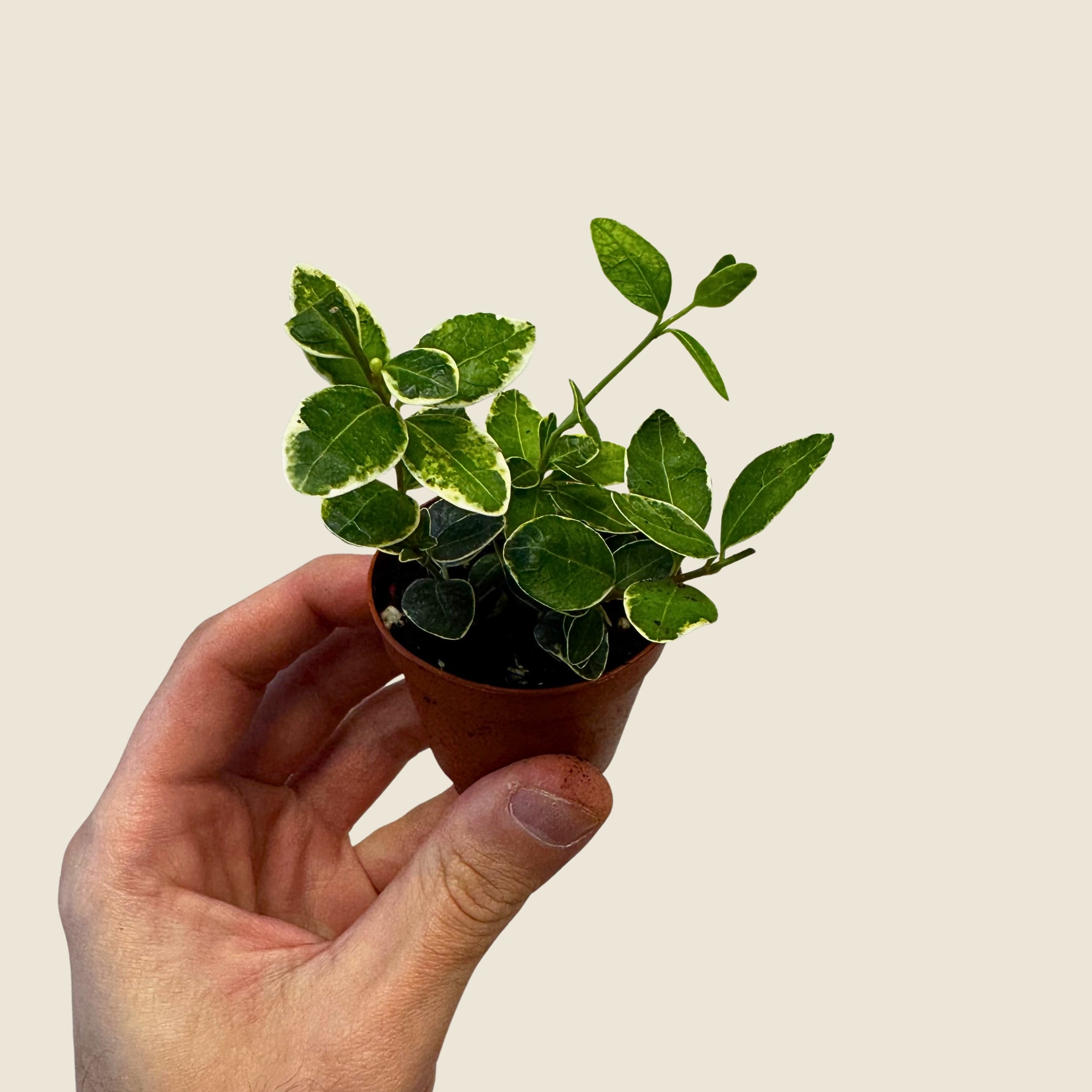 2" Mini Assorted Plants