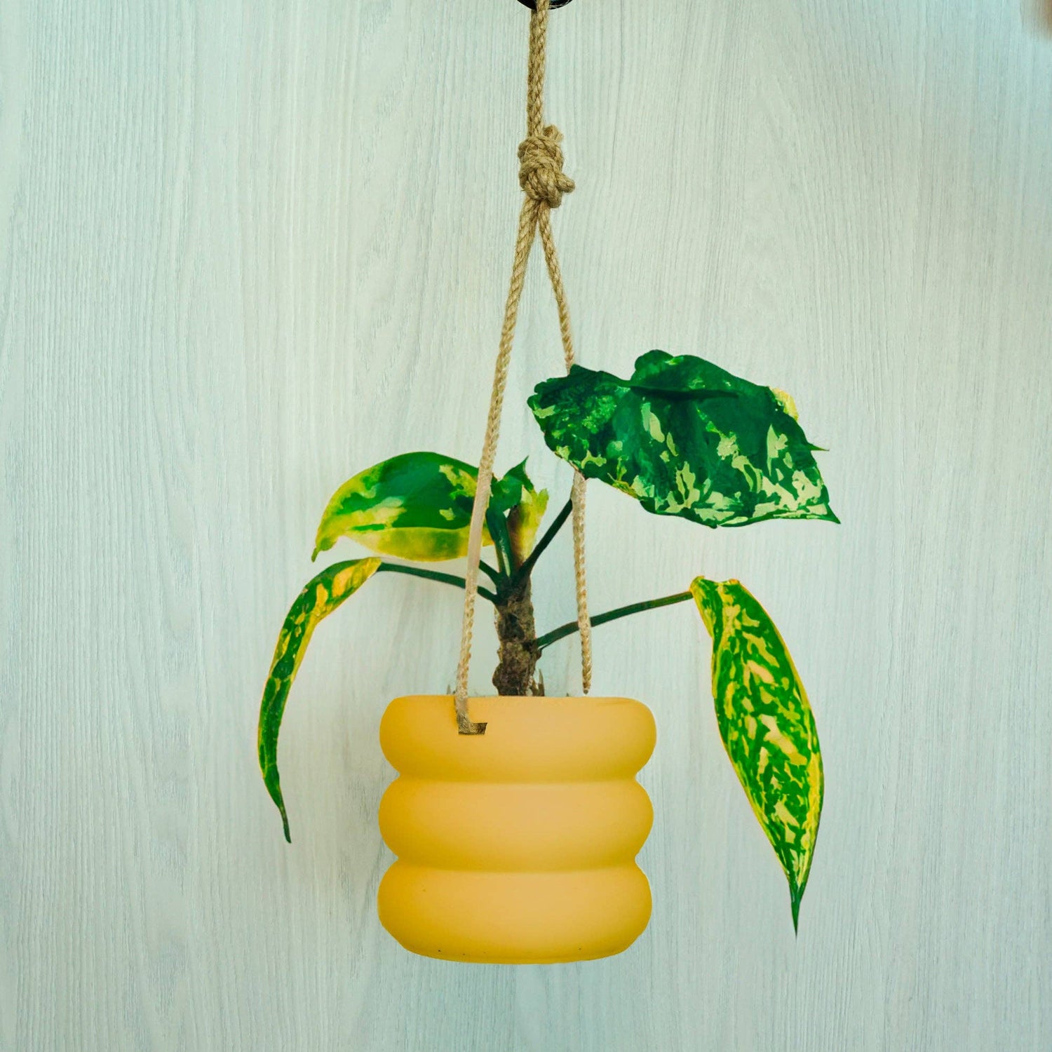 Hanging Bubble Plant Pot "As Is"