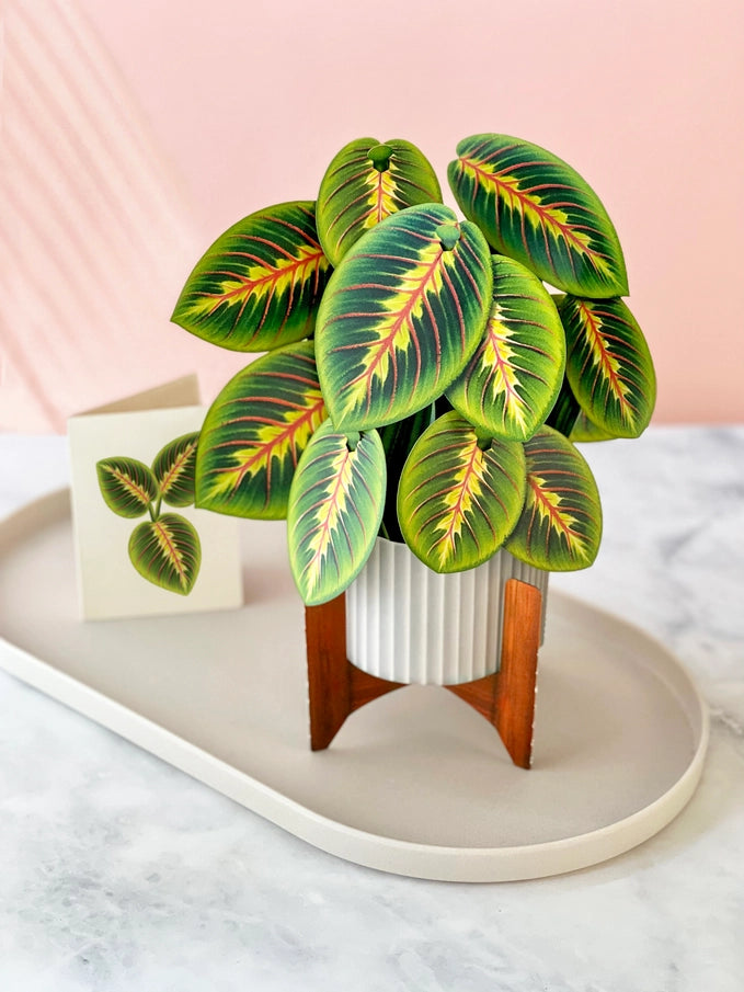 Pop-up Greeting Card