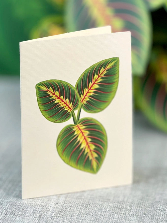 Pop-up Greeting Card