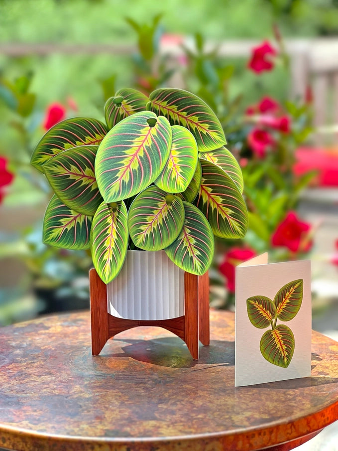 Pop-up Greeting Card