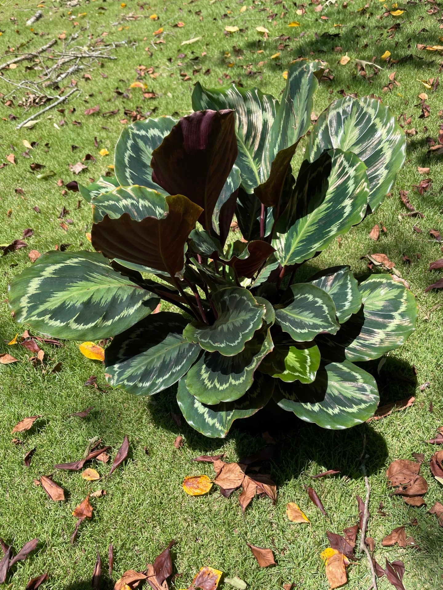Calathea Rose Painted