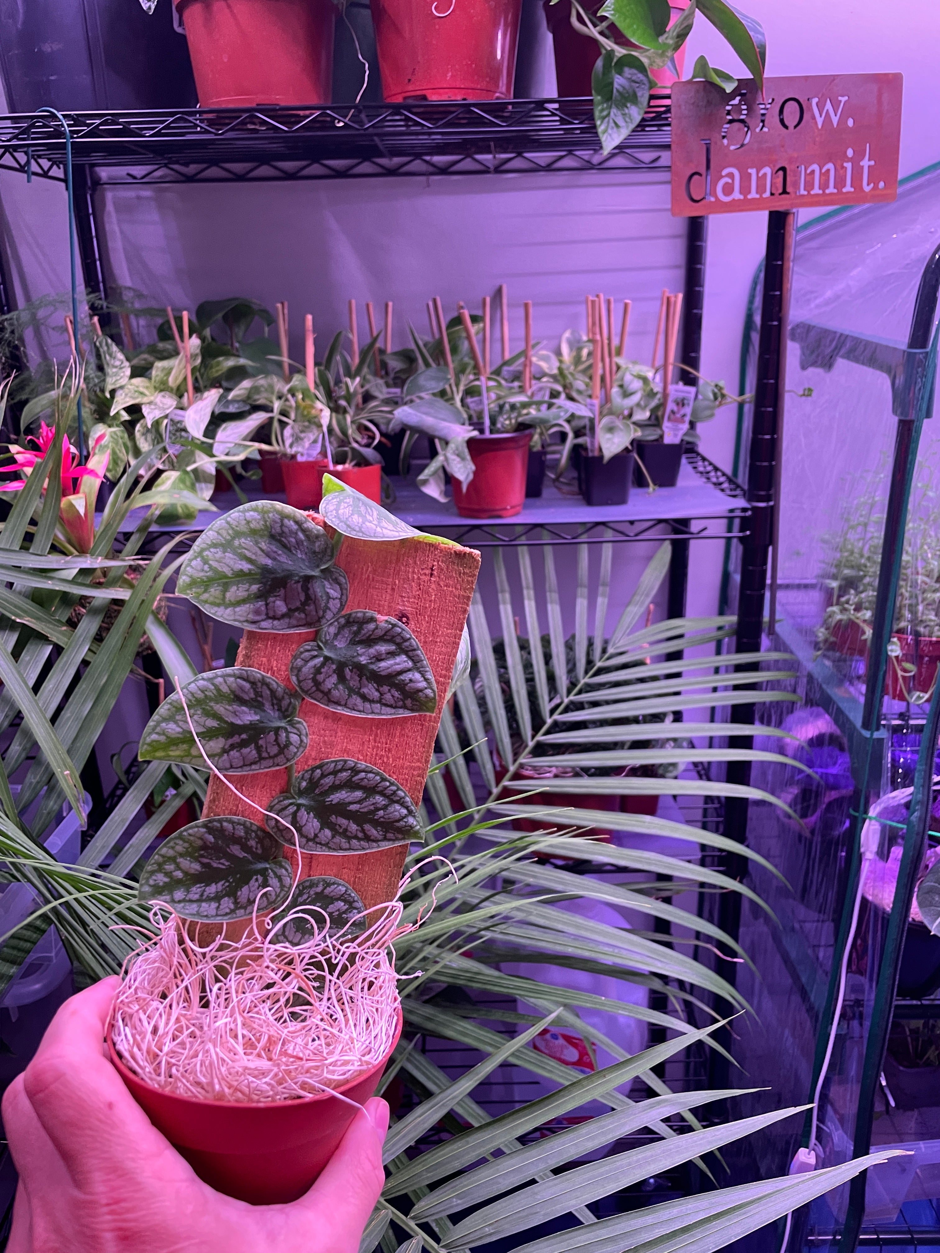 Monstera Dubia