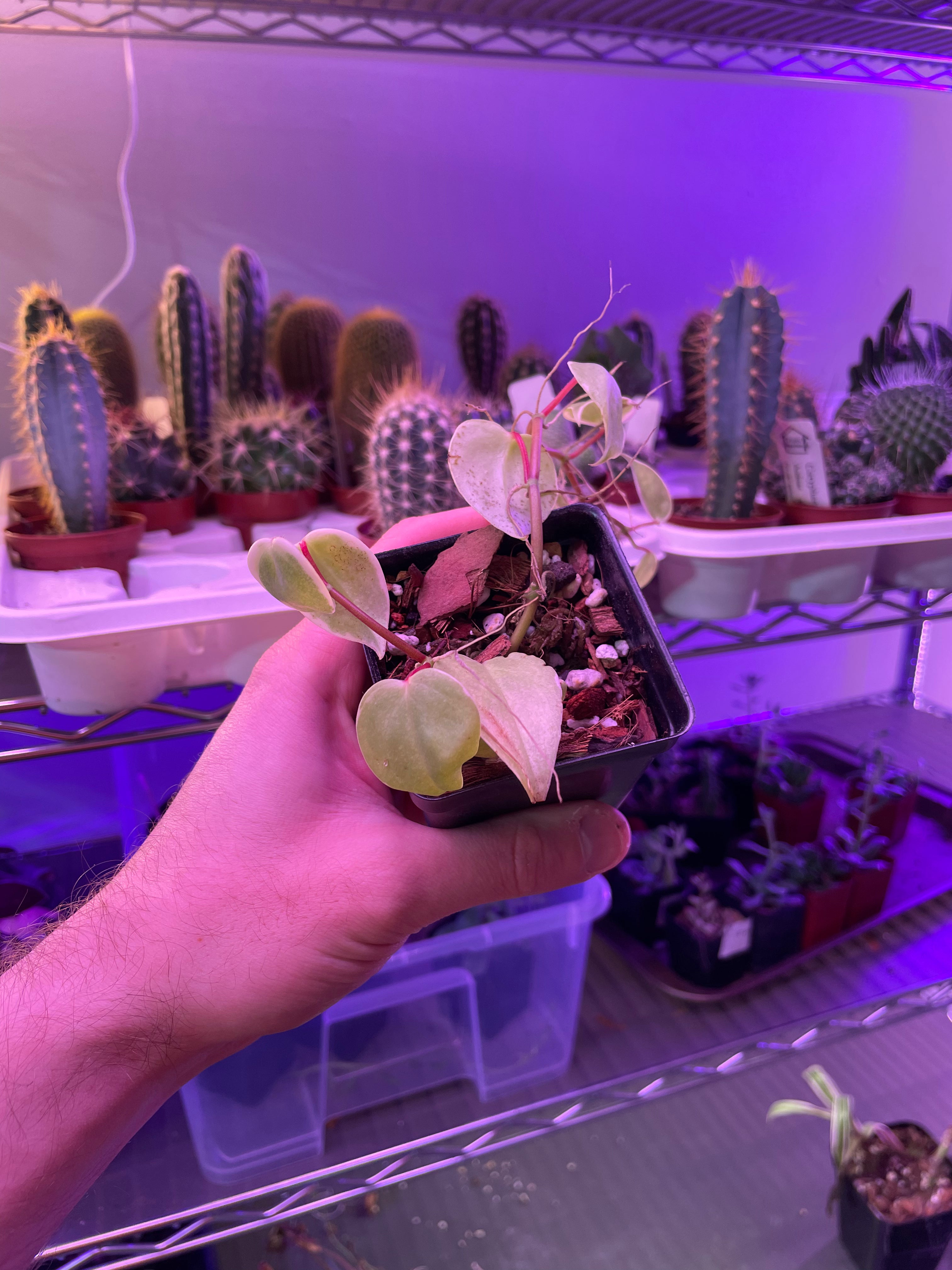 Vining Peperomia