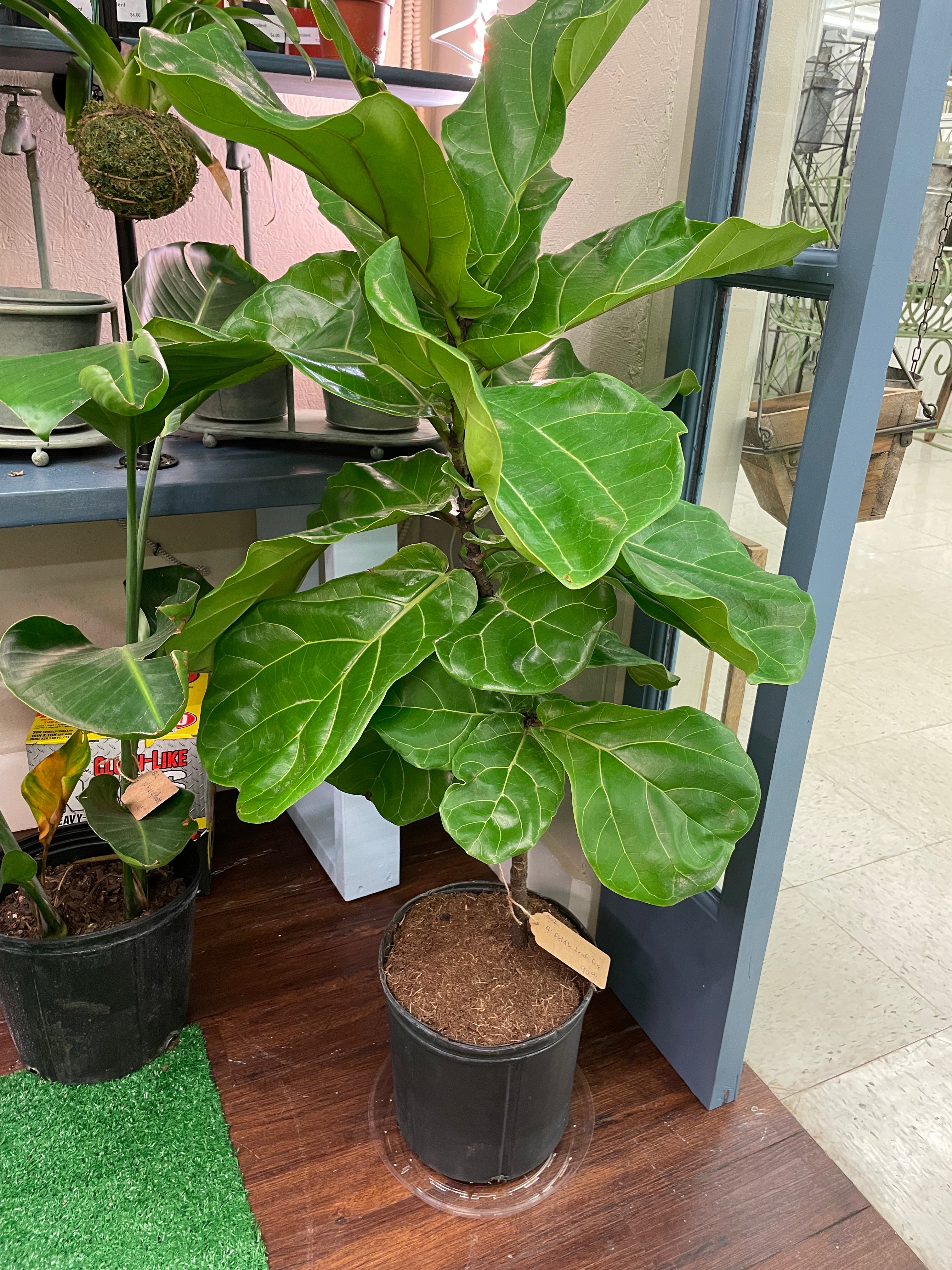 Ficus Lyrata ‘Fiddle Leaf Fig’
