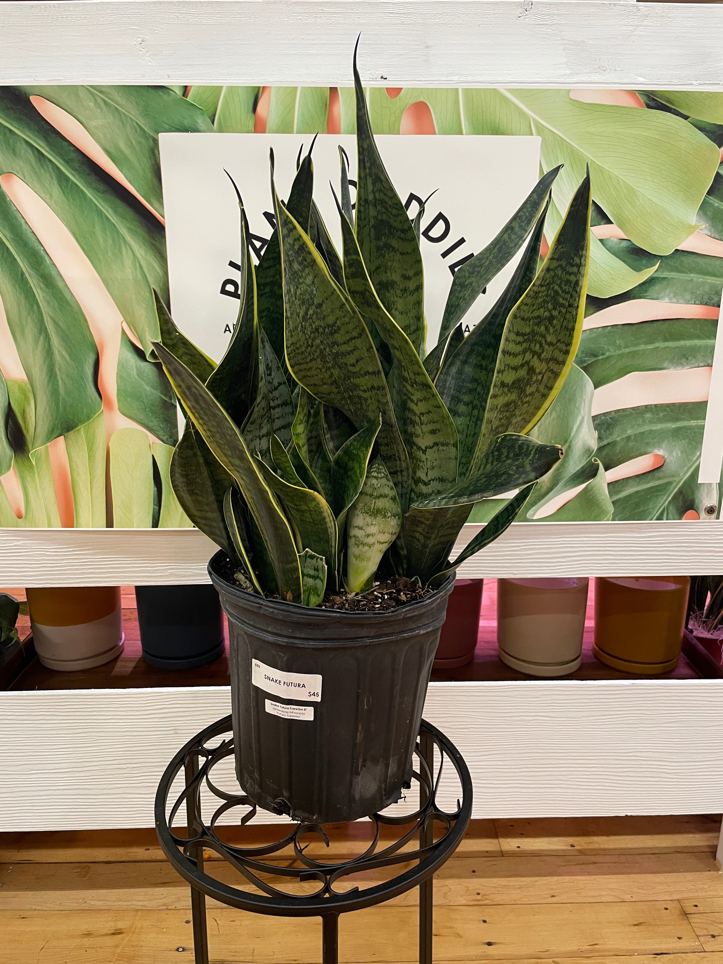 Sansevieria Superba
