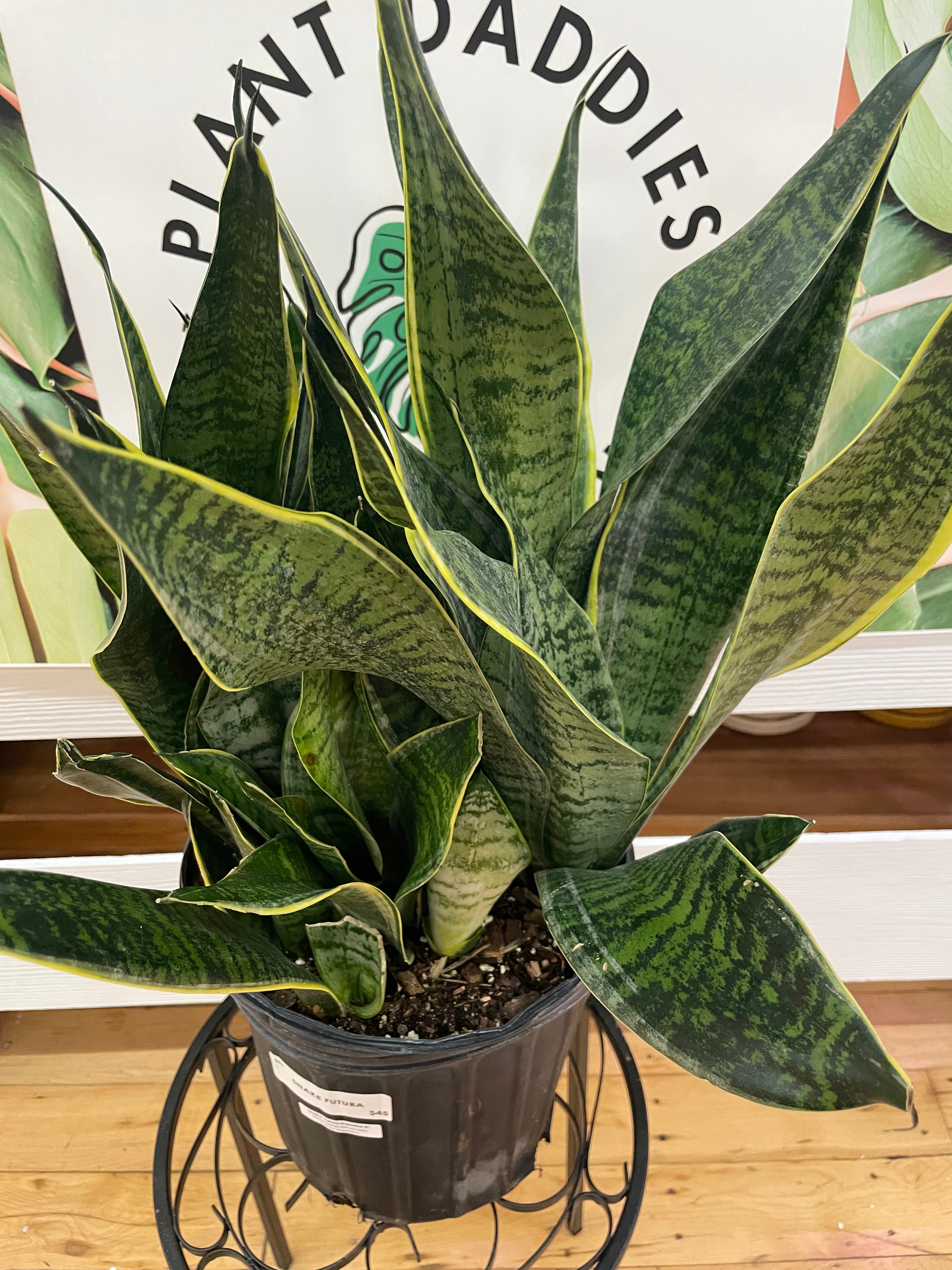 Sansevieria Superba