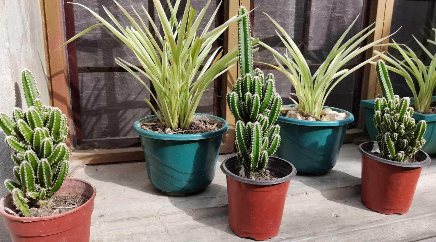 Growing a Cactus indoors in Georgia