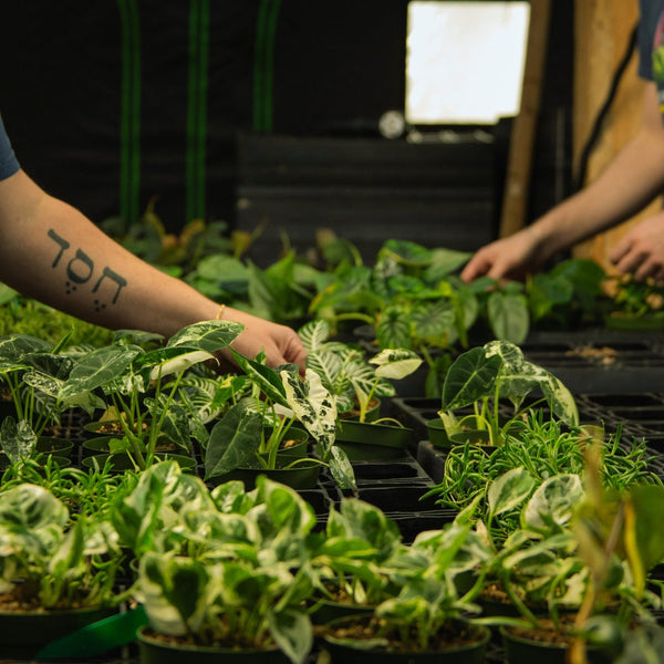 Plant Adoption Center
