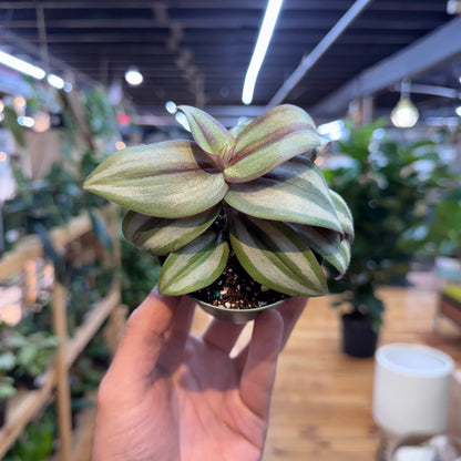 Tradescantia Zebrina