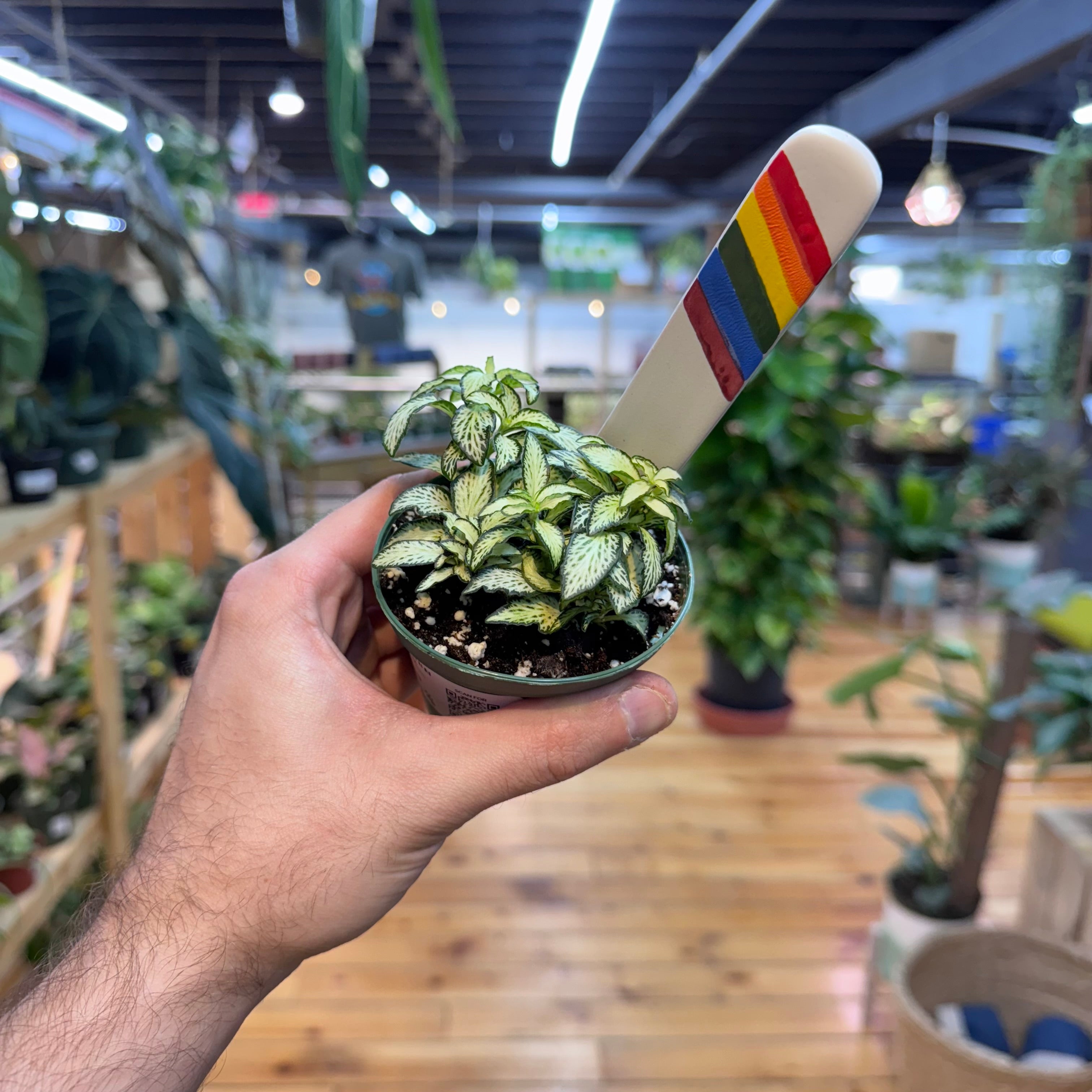 Fittonia &