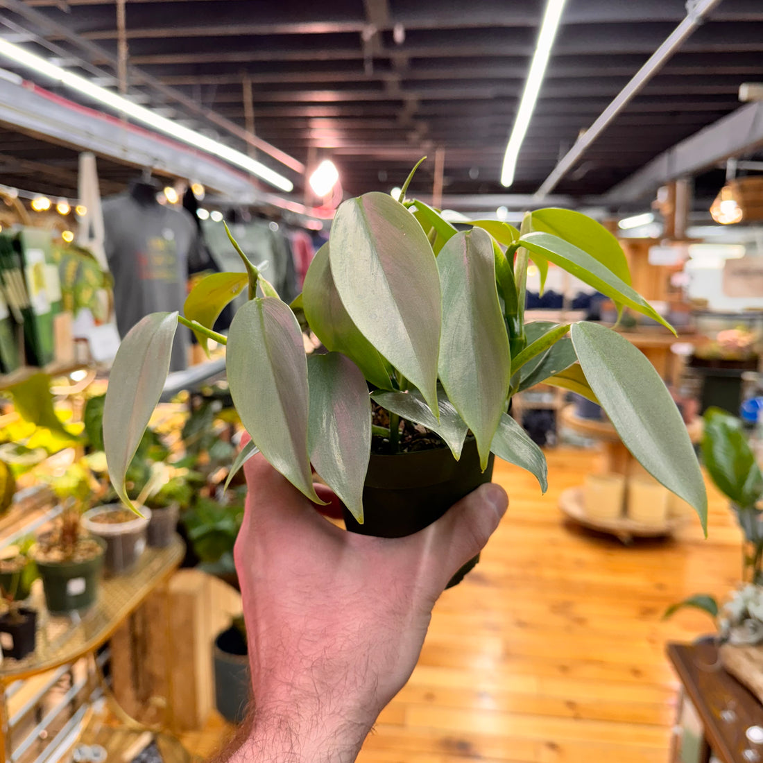 Philodendron Silver Sword