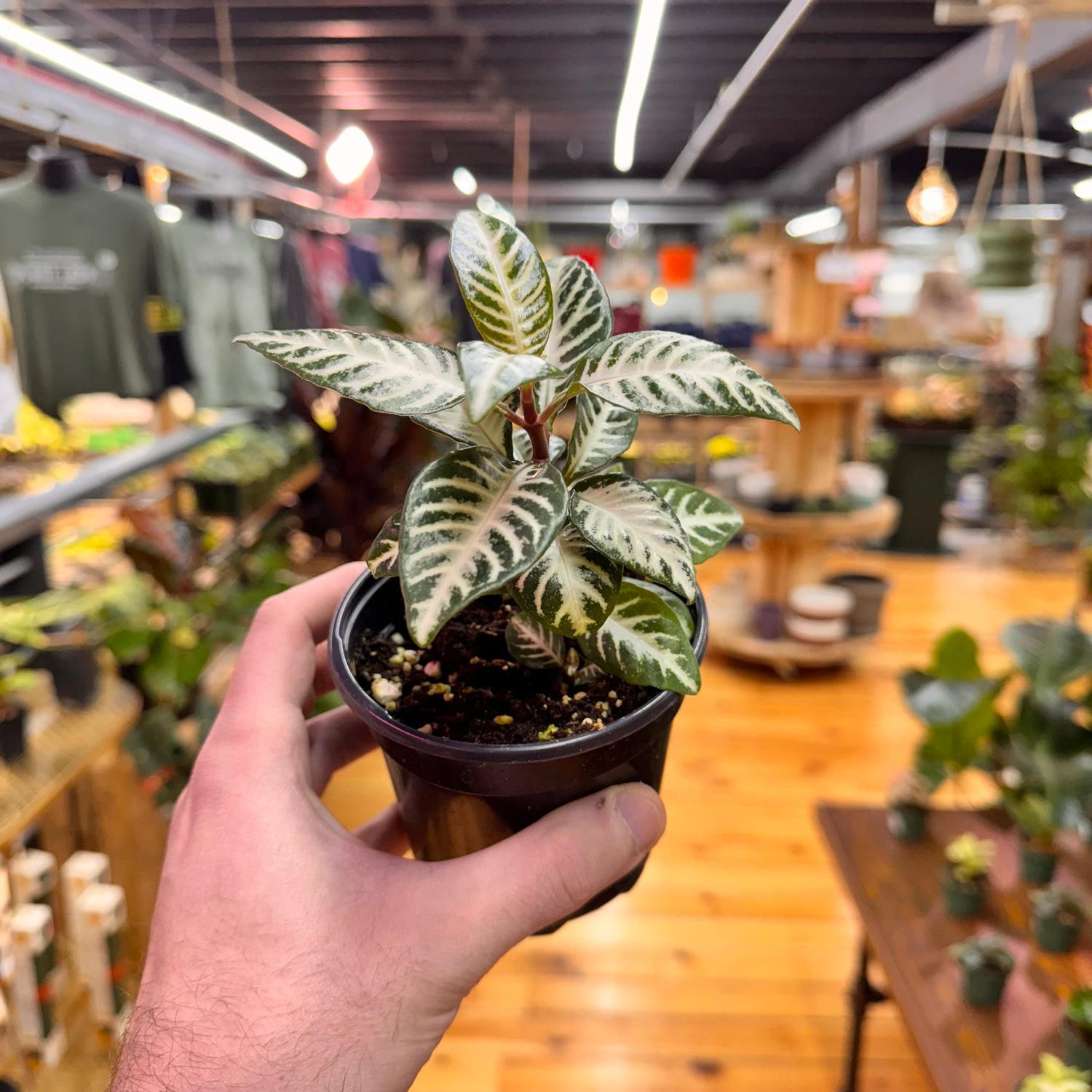 Aphelandra Zebra &