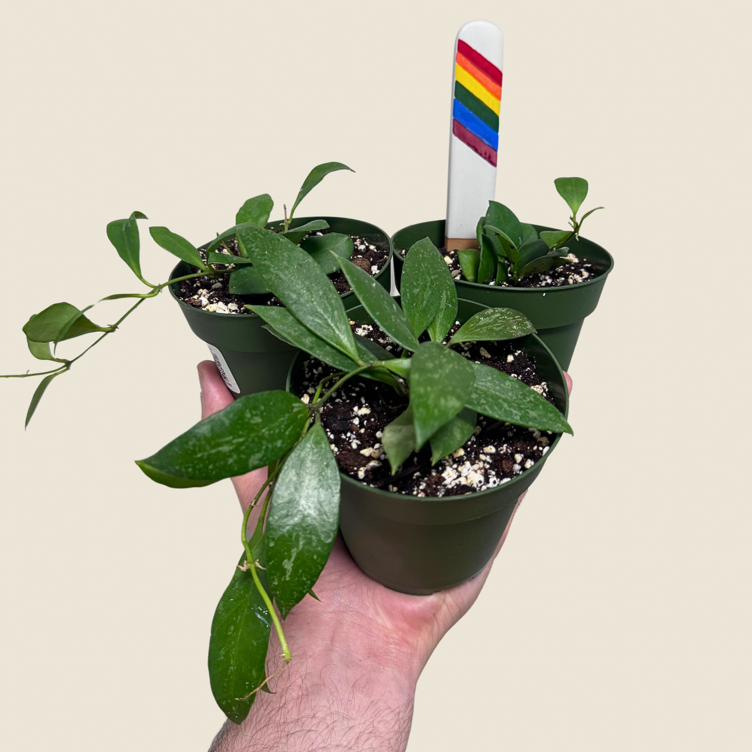 Hoya NOID Assorted