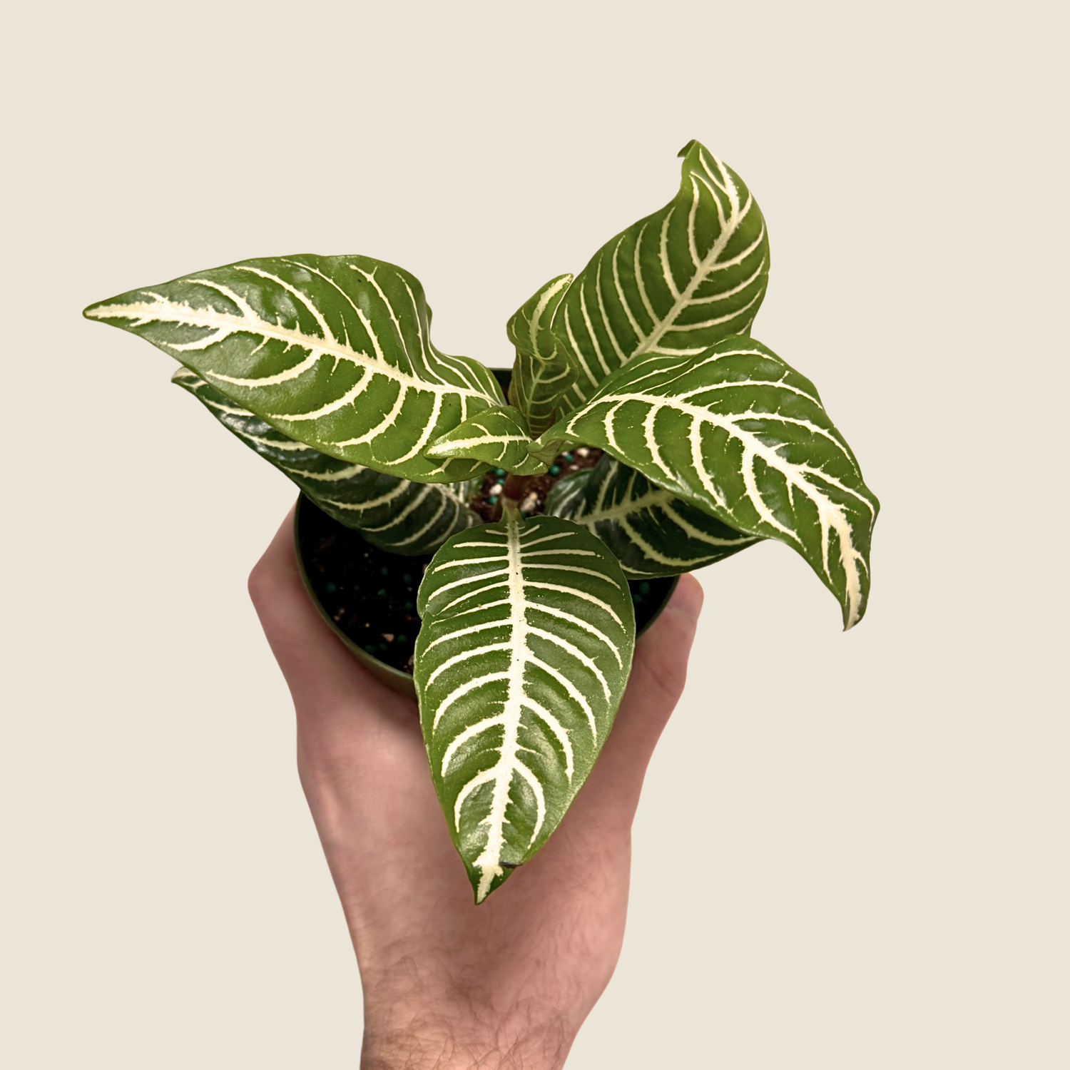 4&quot; Aphelandra Zebra &