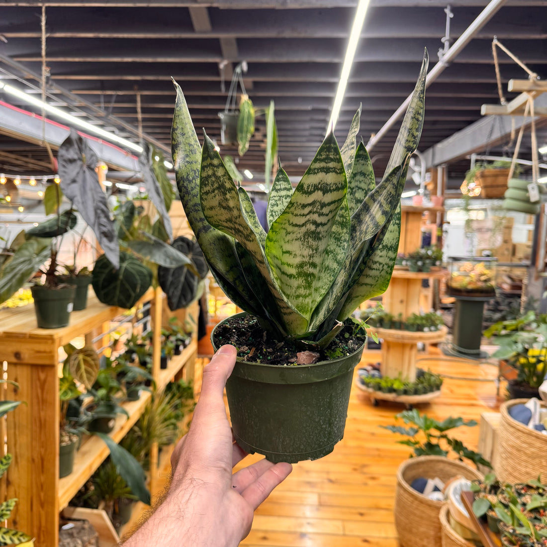 Sansevieria Robusta