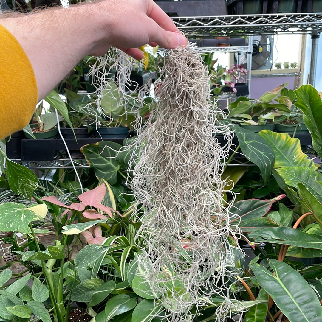 Spanish Moss Usneoides Air Plant