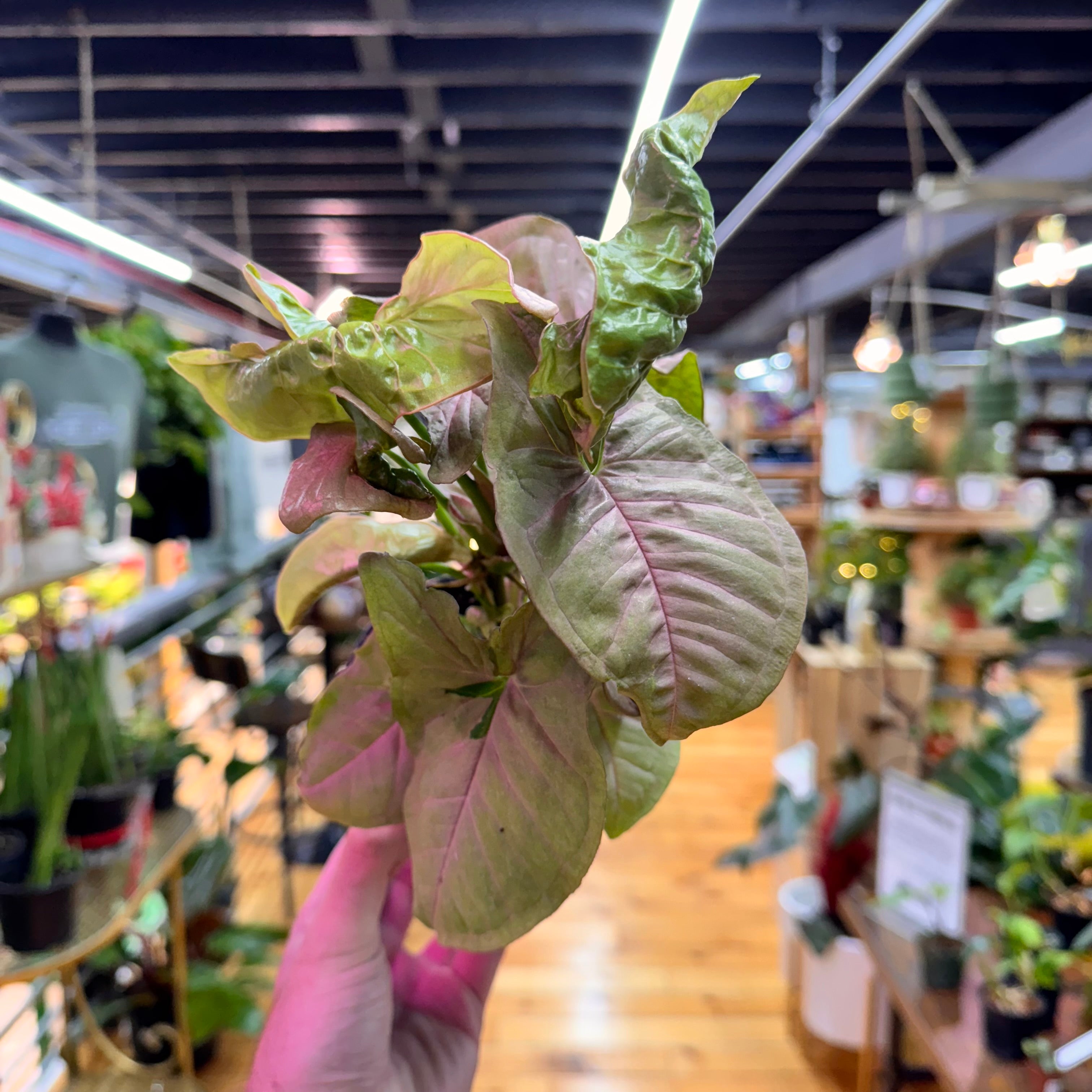 Syngonium Neon Pink