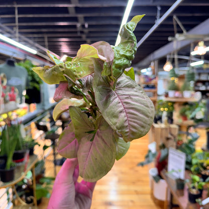 Syngonium Neon Pink