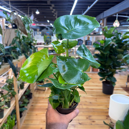 Monstera Deliciosa