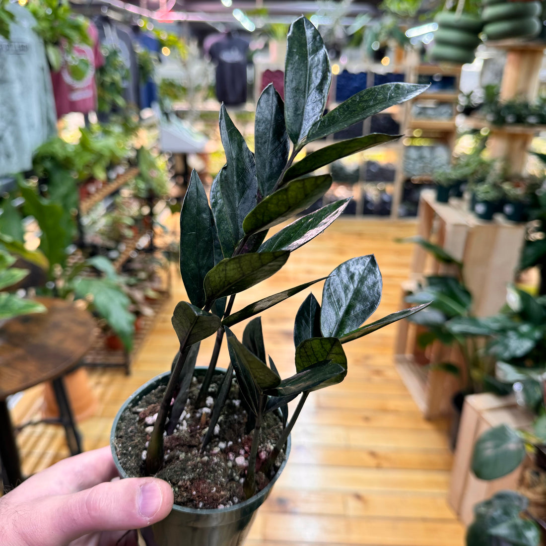 Zamioculas Zamiifolia &