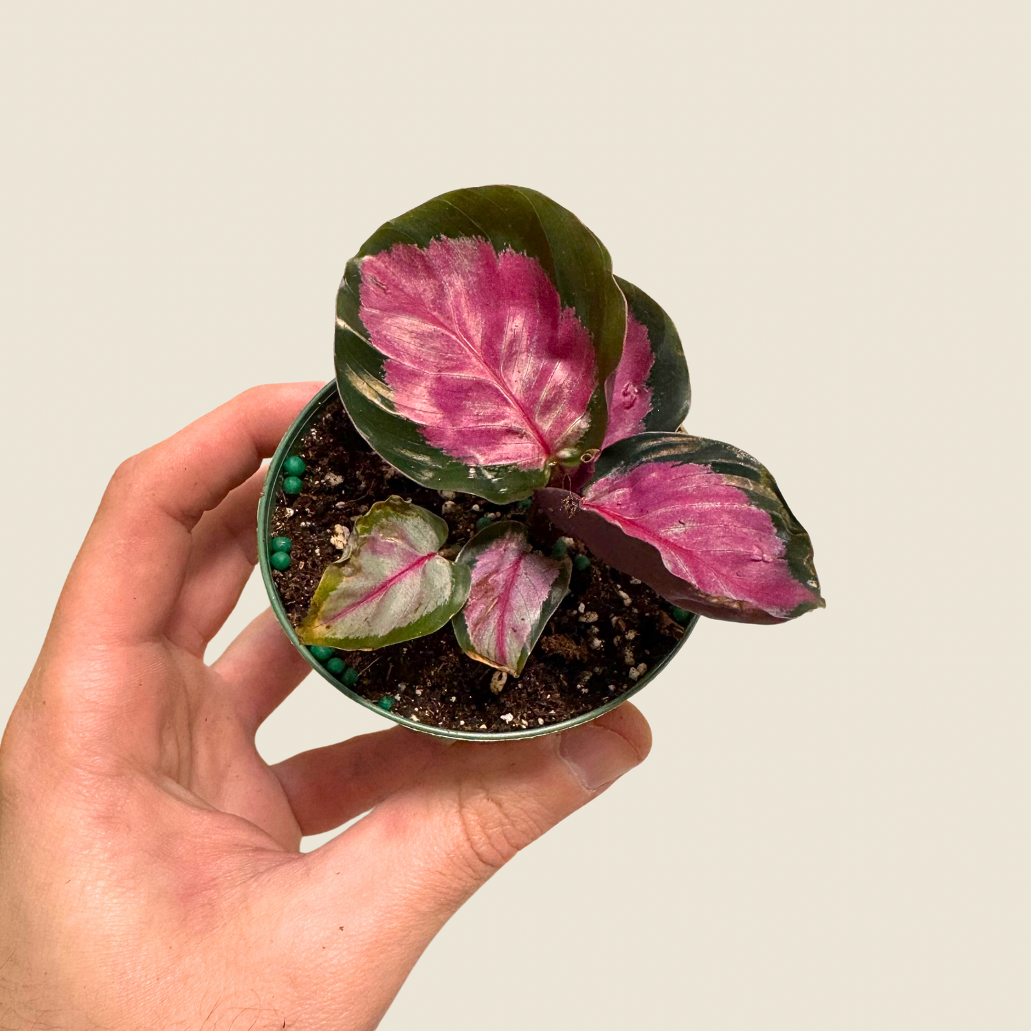 Calathea Roseopicta Rosy