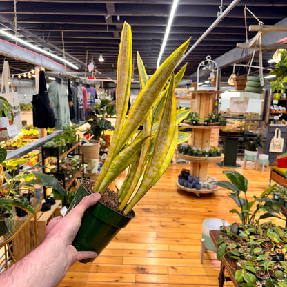Sansevieria Lauren