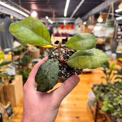 Hoya Svetlana