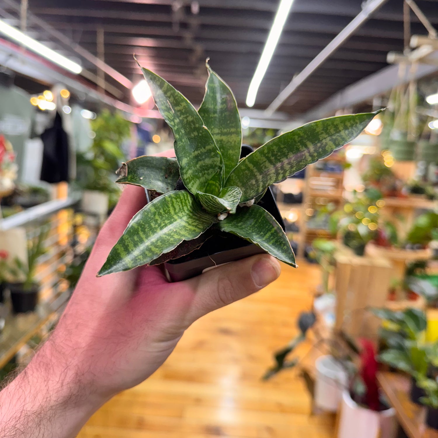 Sansevieria Star Ming