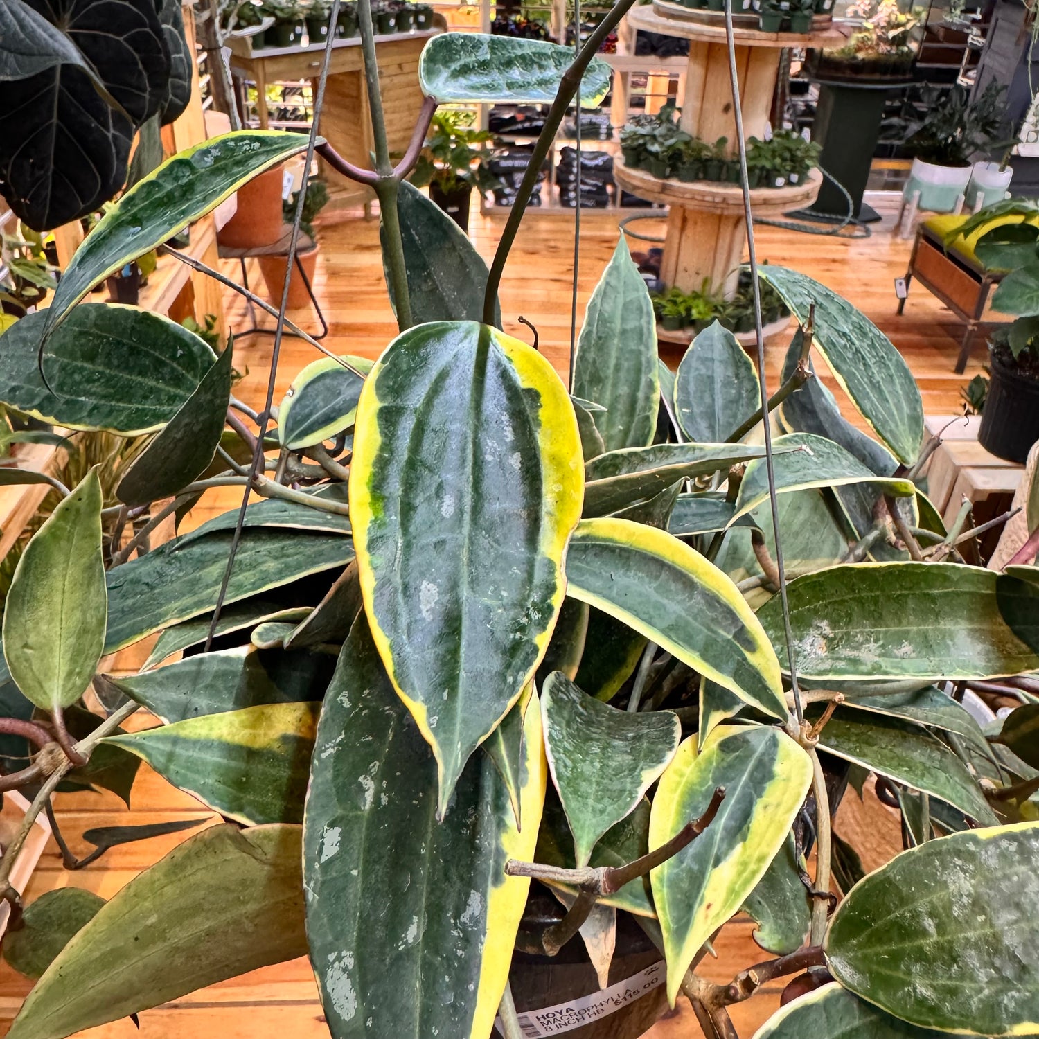Hoya Macrophylla