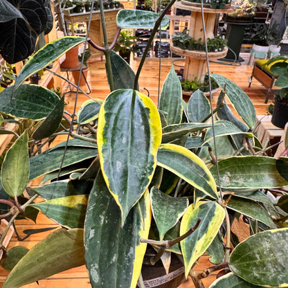 Hoya Macrophylla
