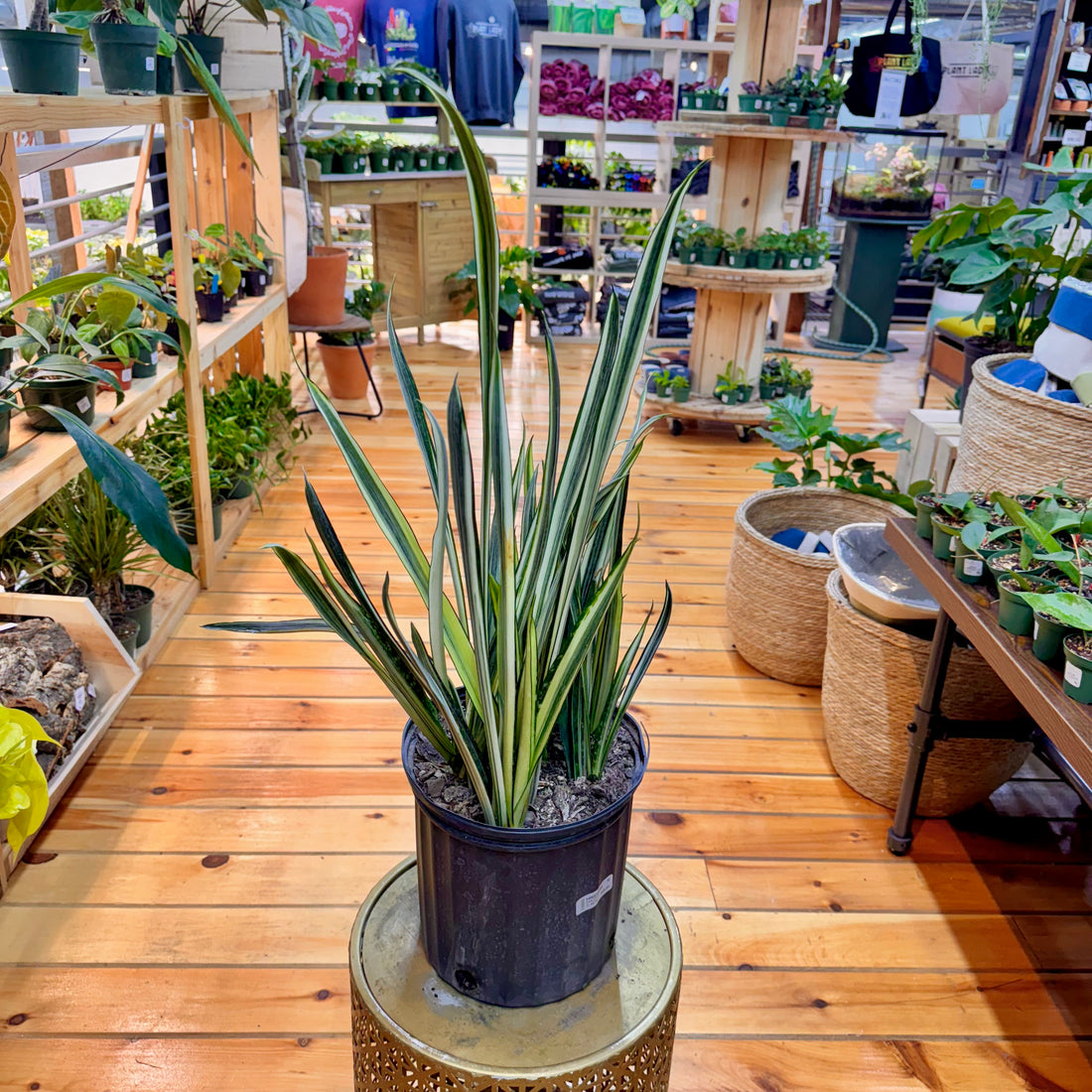 Sansevieria Bantels