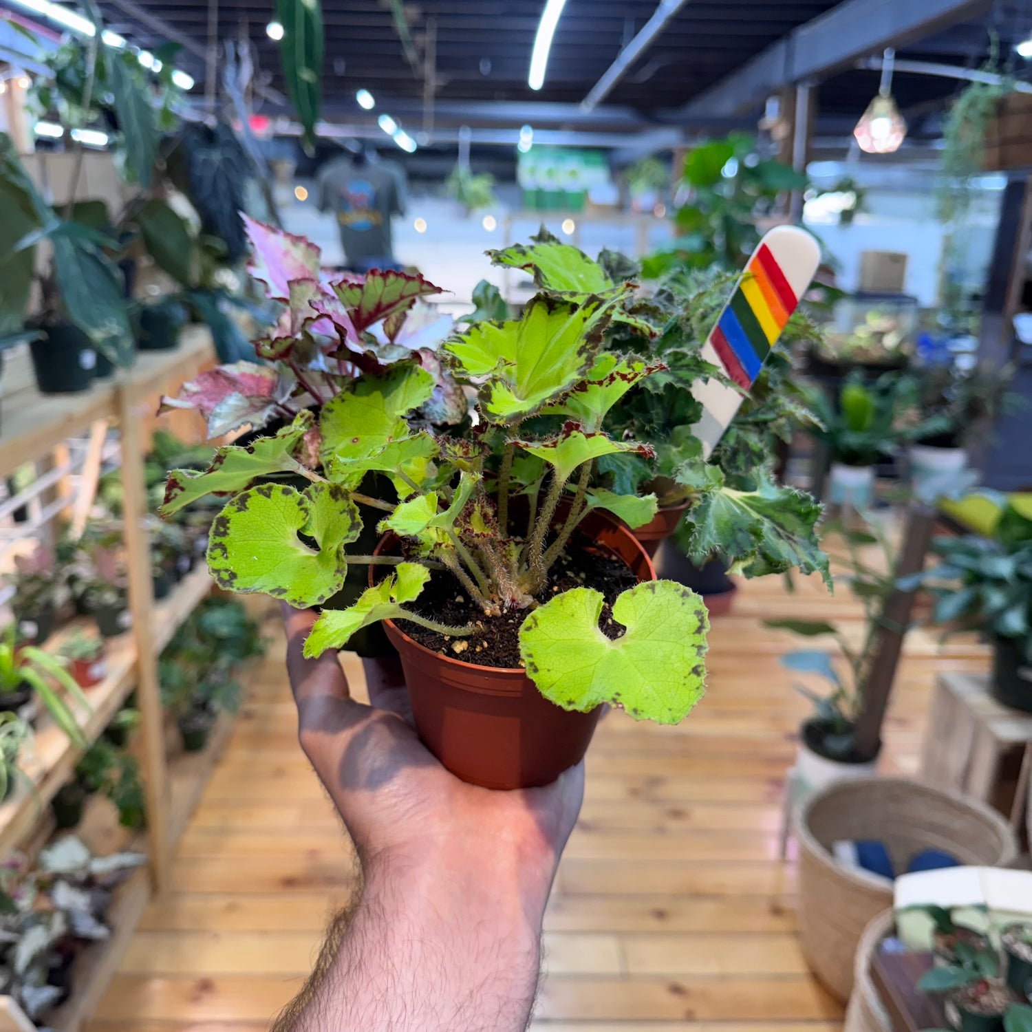 Begonia Assorted