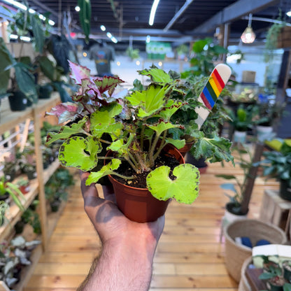 Begonia Assorted