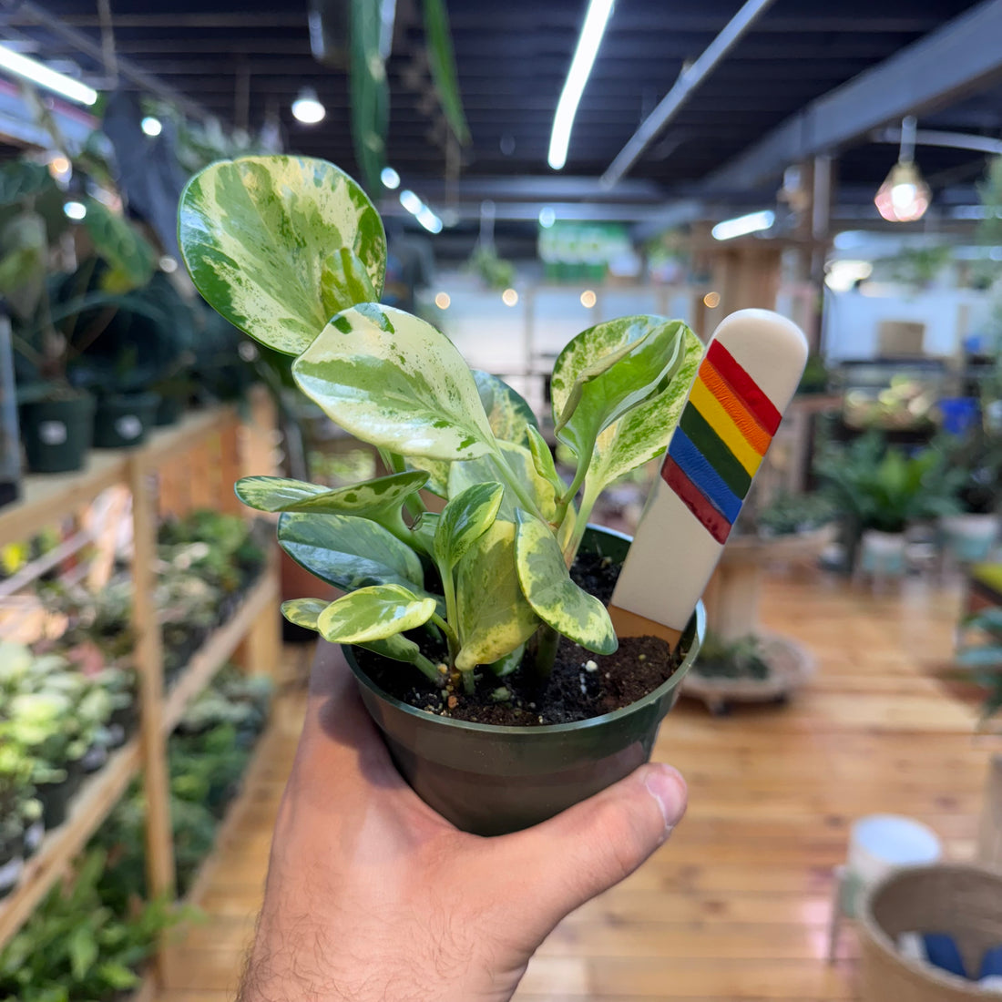 Peperomia Golden Gate