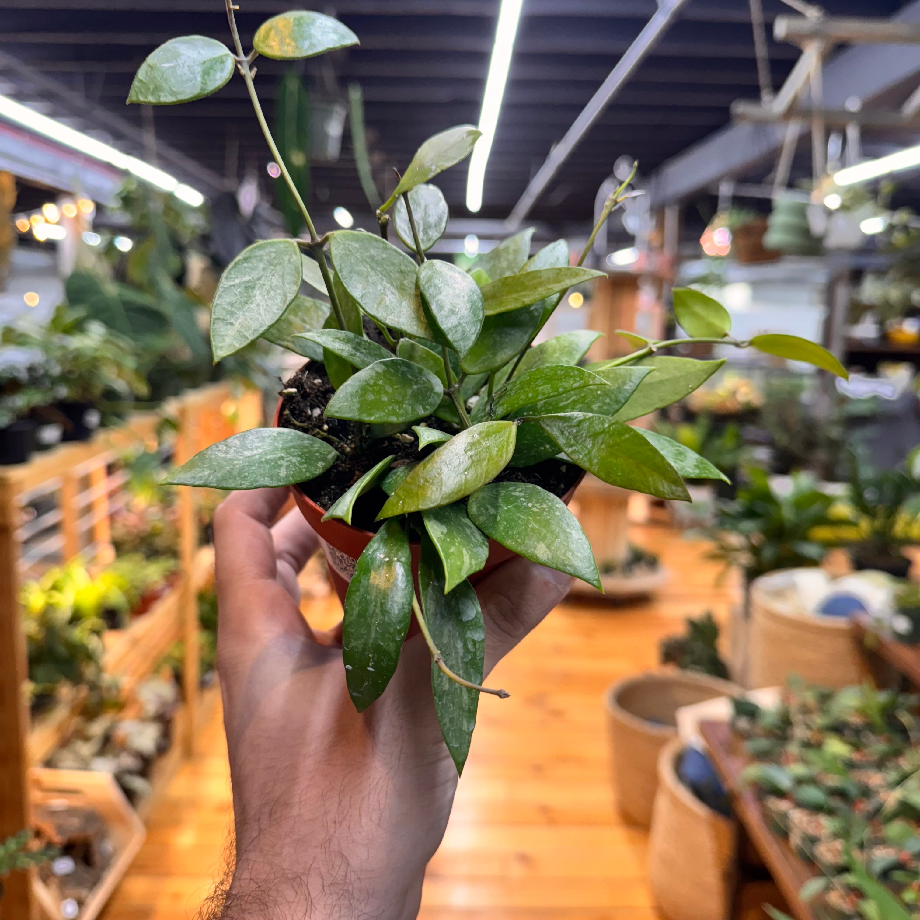 Hoya &