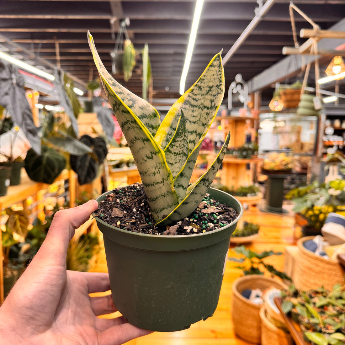 Sansevieria Futura Robusta