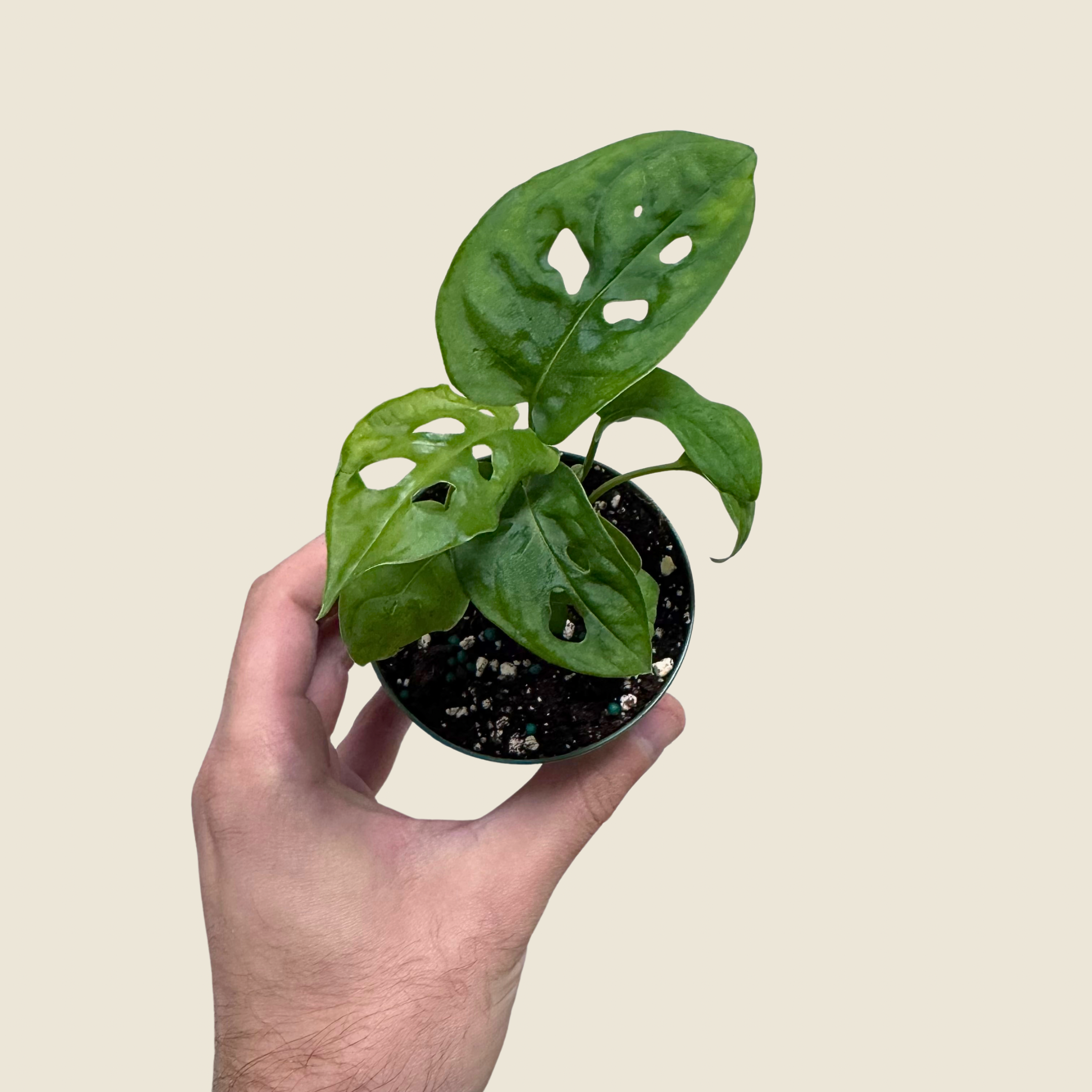 Hand holding a small potted plant with a beige background
