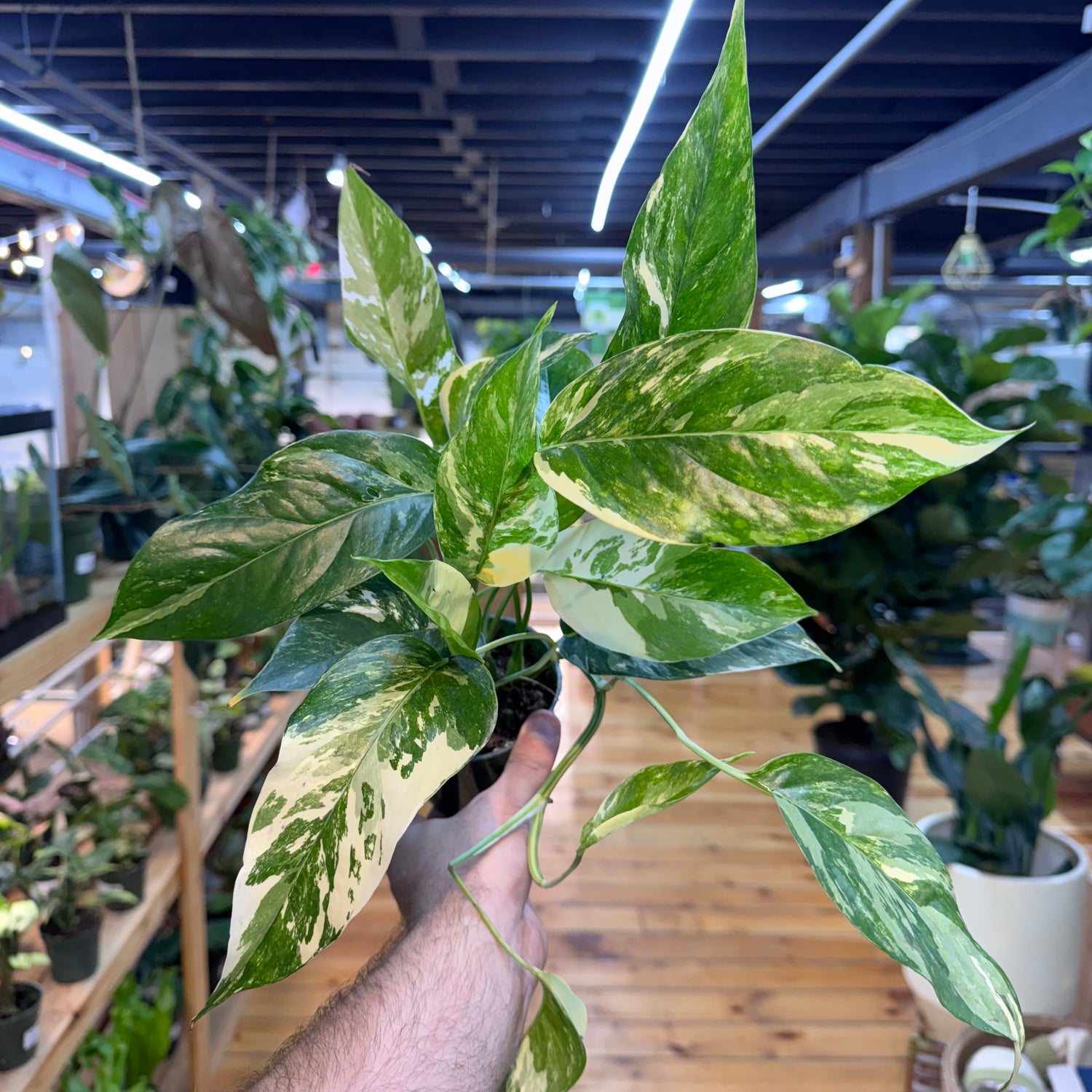 Epipremnum Pinnatum Albo