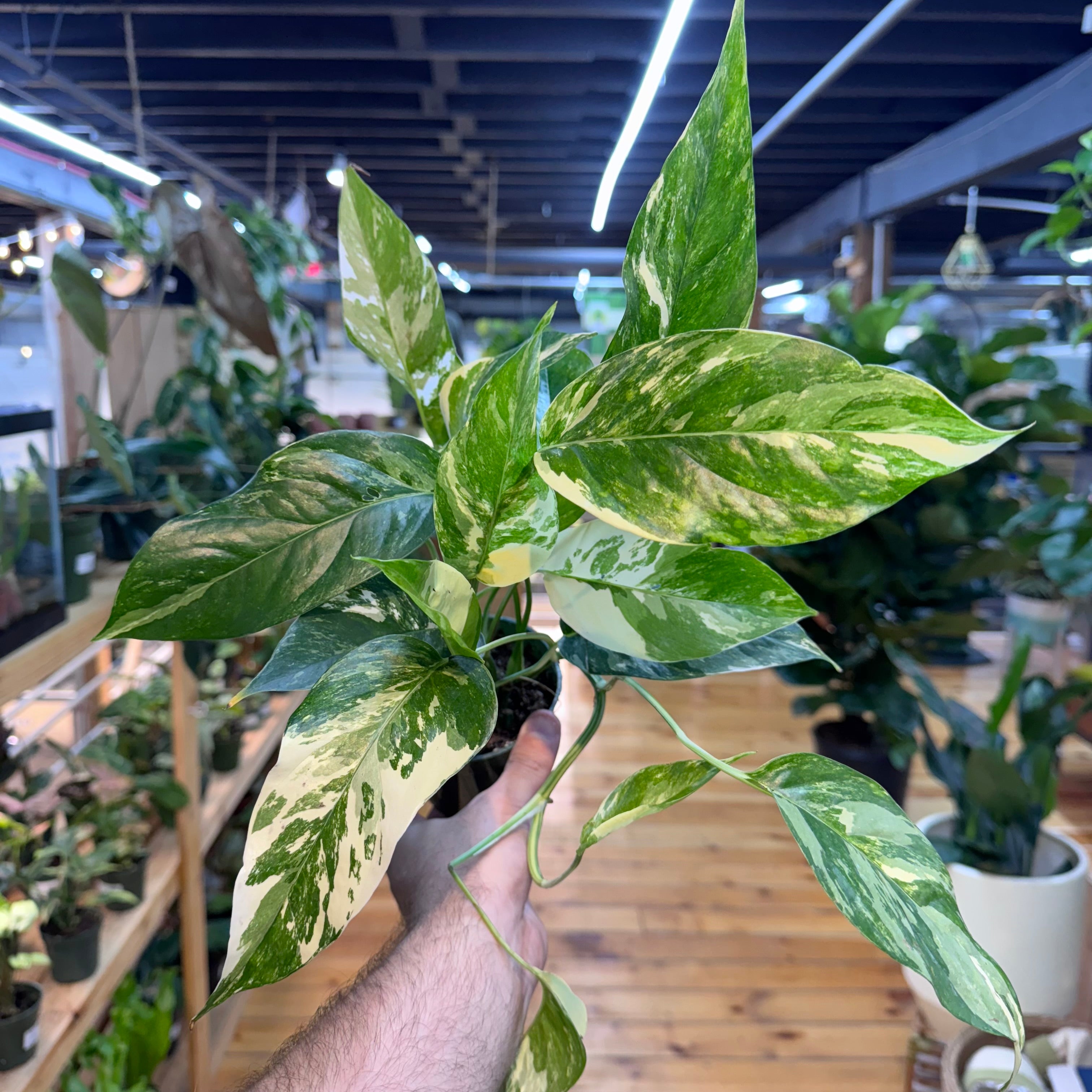 Epipremnum Pinnatum Albo
