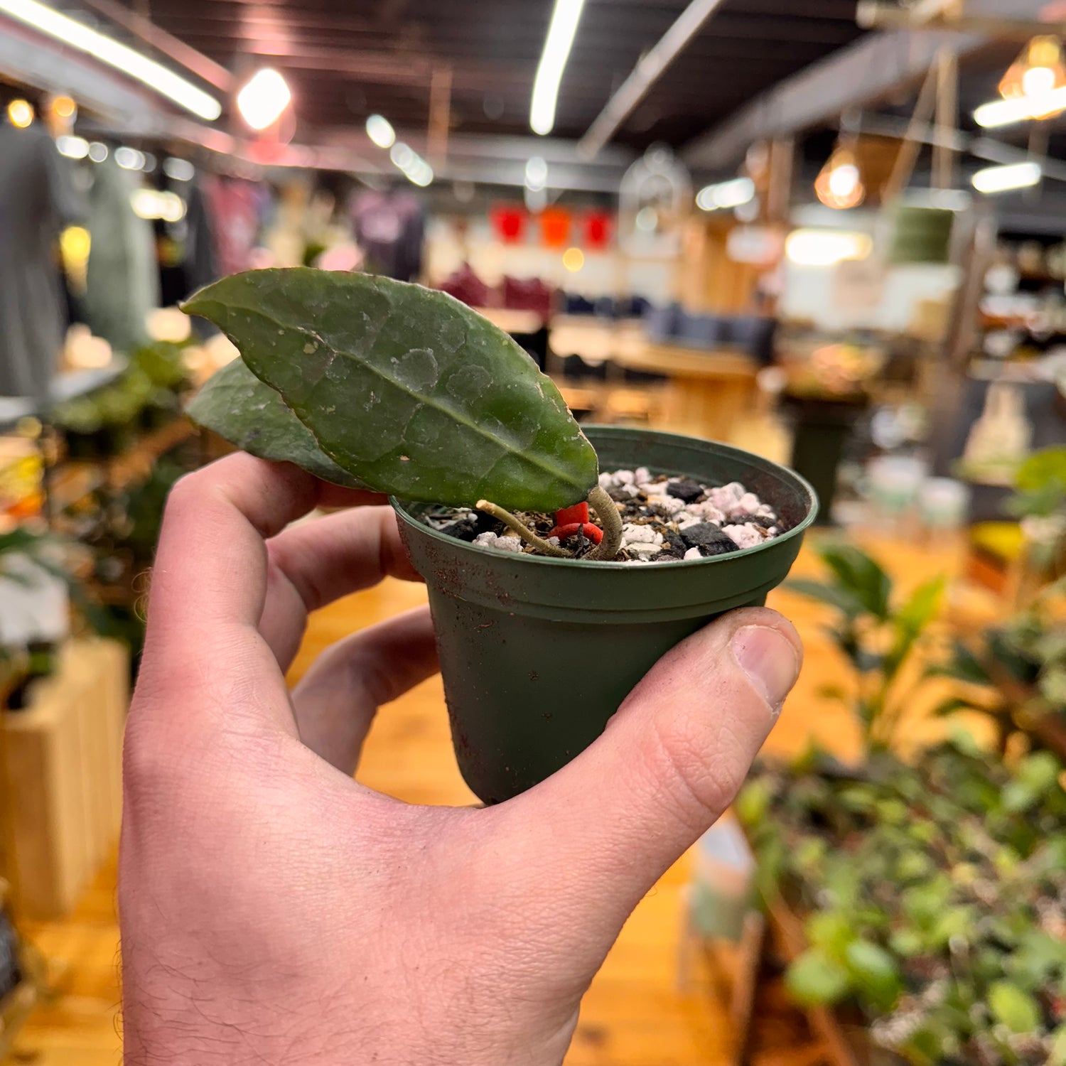Hoya sp. AH Slim 07