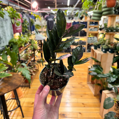 Zamioculas Zamiifolia &